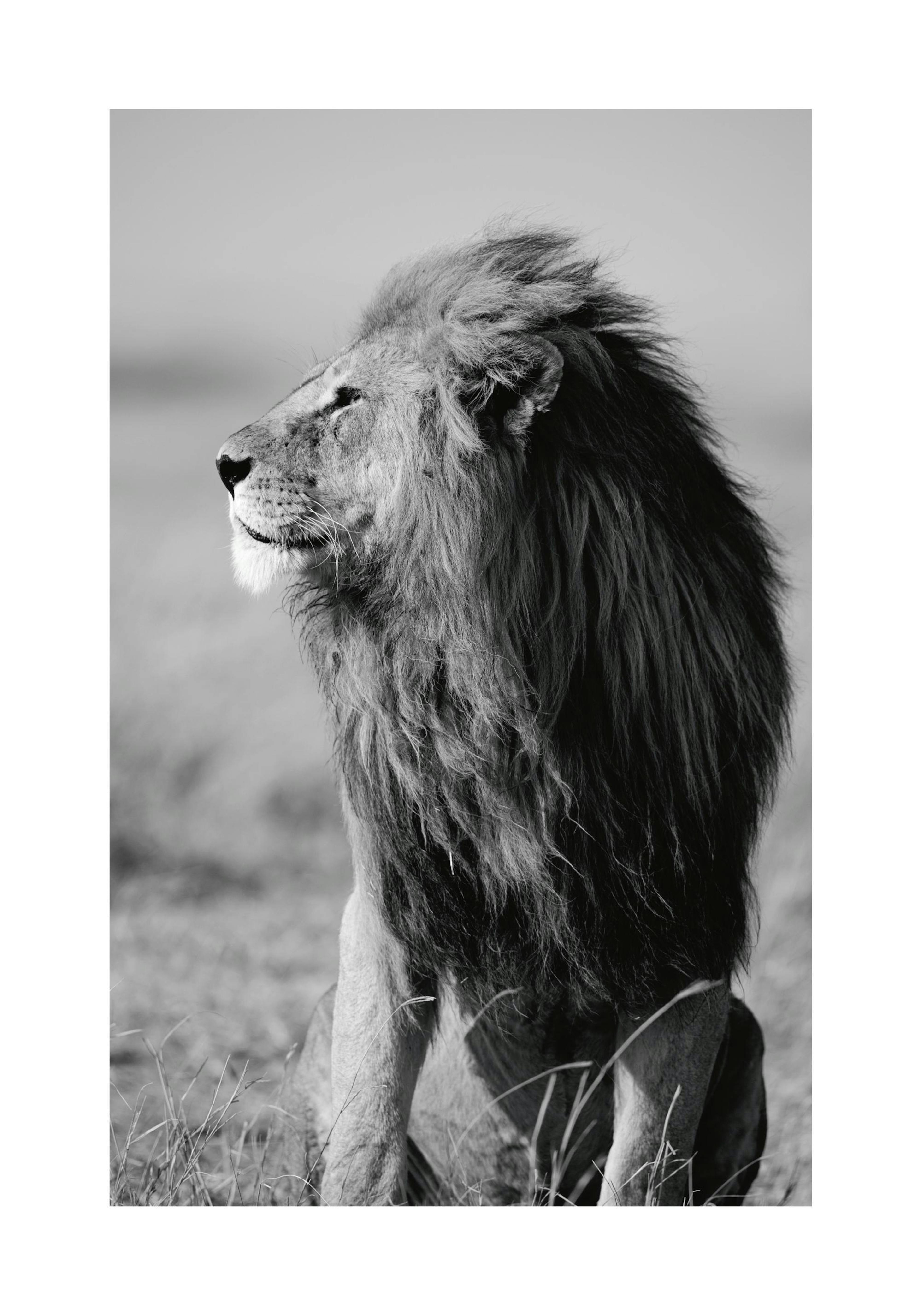 Lion in the Wild Print
