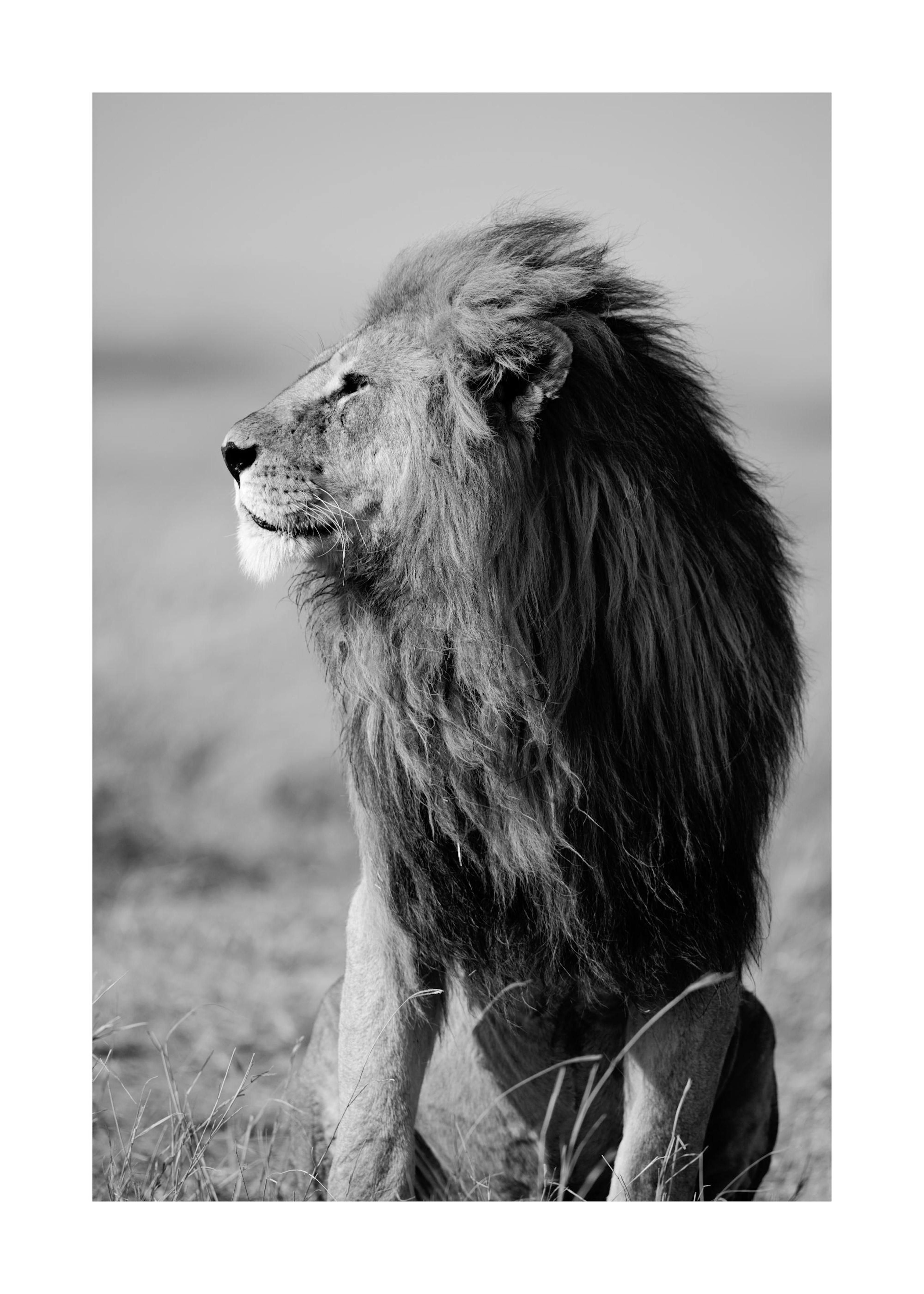 Lion in the Wild Poster 0