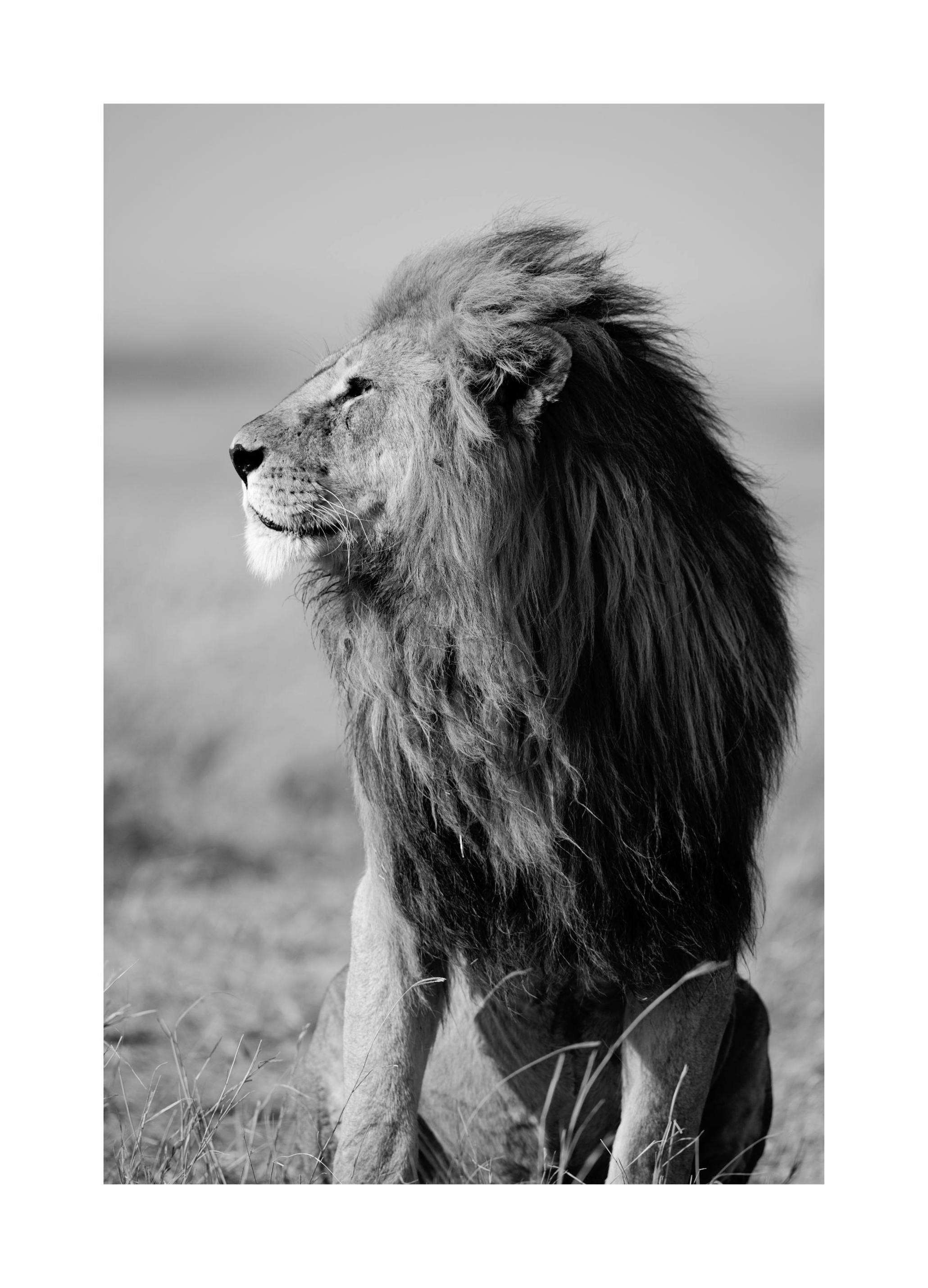 Prints - Lion in the Wild Print (30x40 cm) - Black & white prints