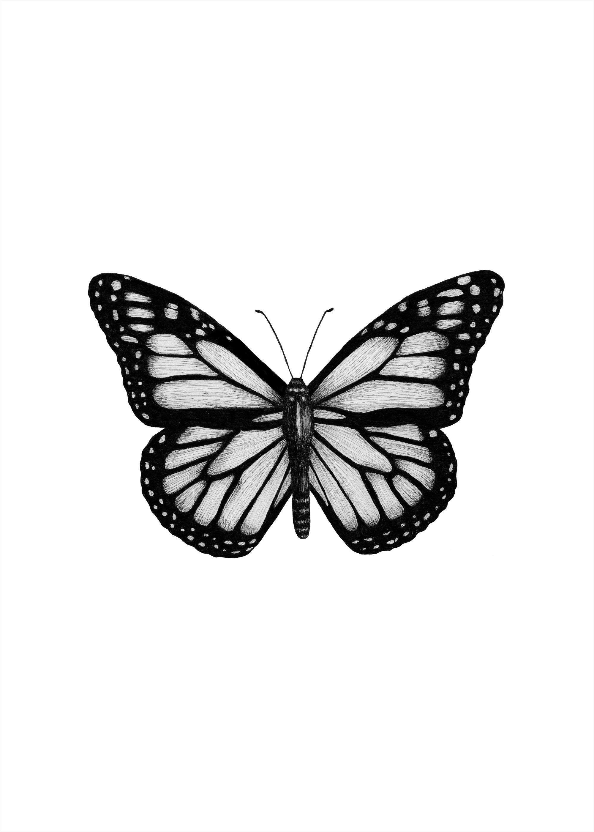 Butterfly Drawing Print 0