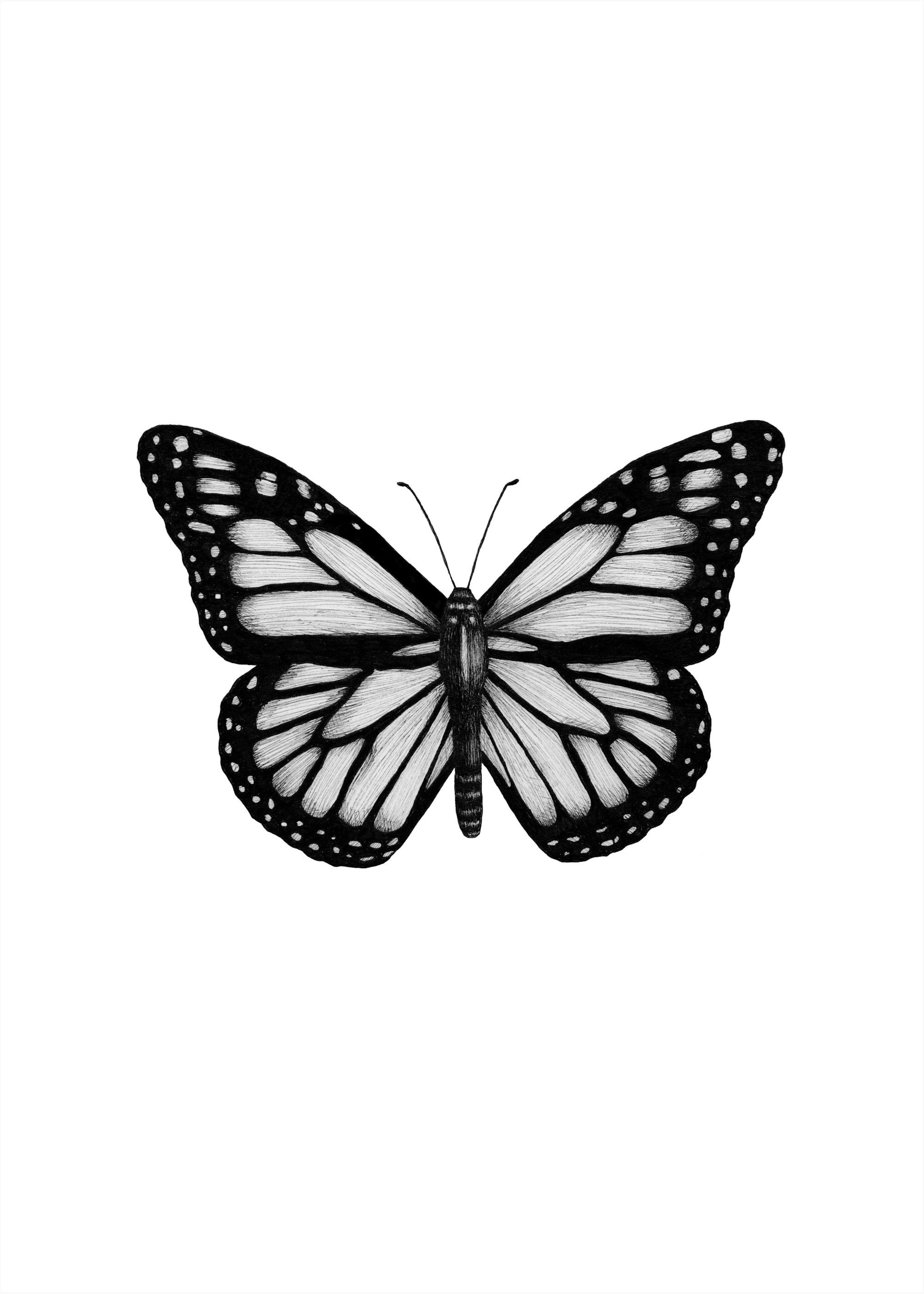 Butterfly Drawing Poster 0