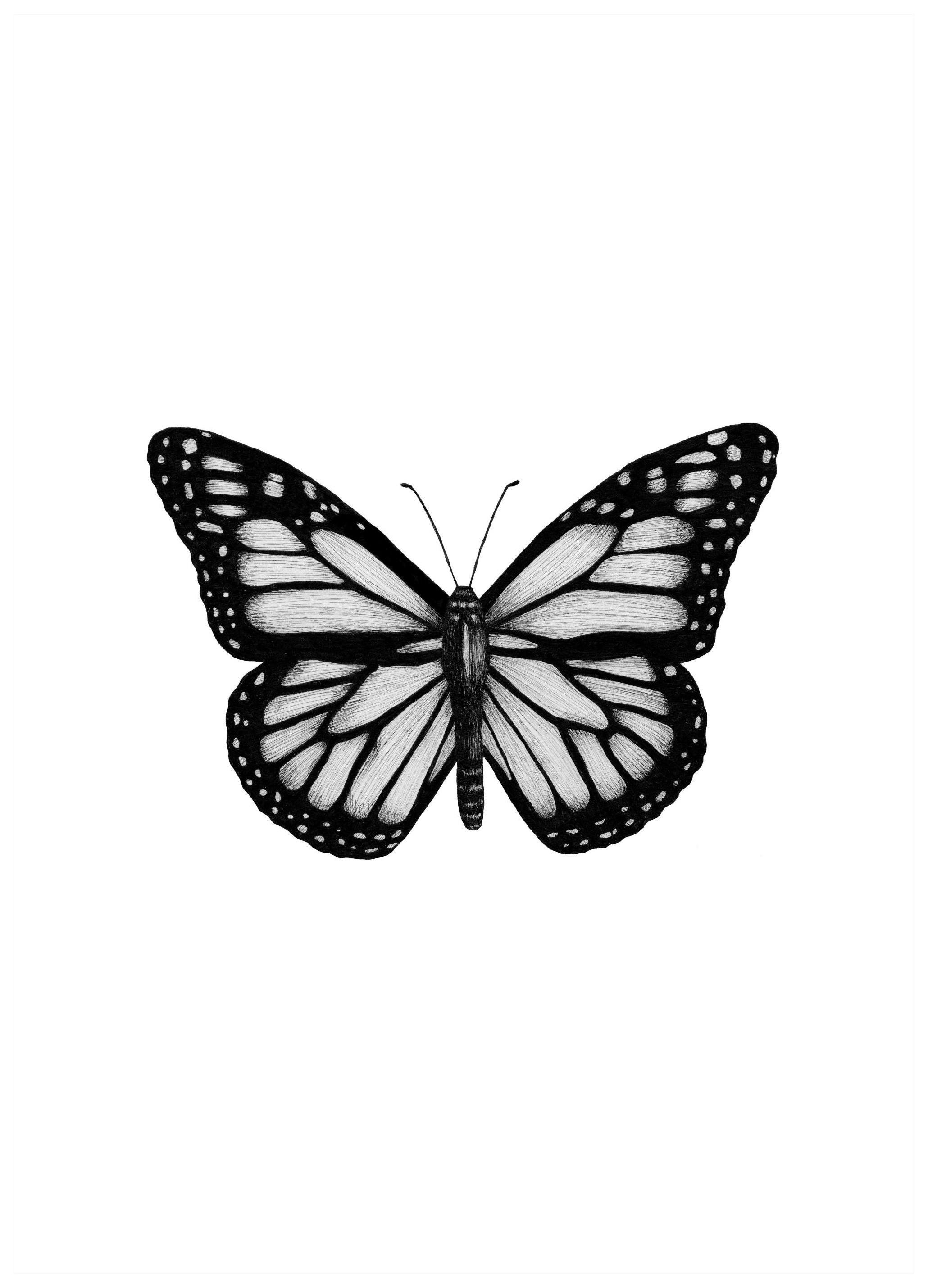 Butterfly Drawing Plakat (50x70 cm)- Czarno-białe plakaty