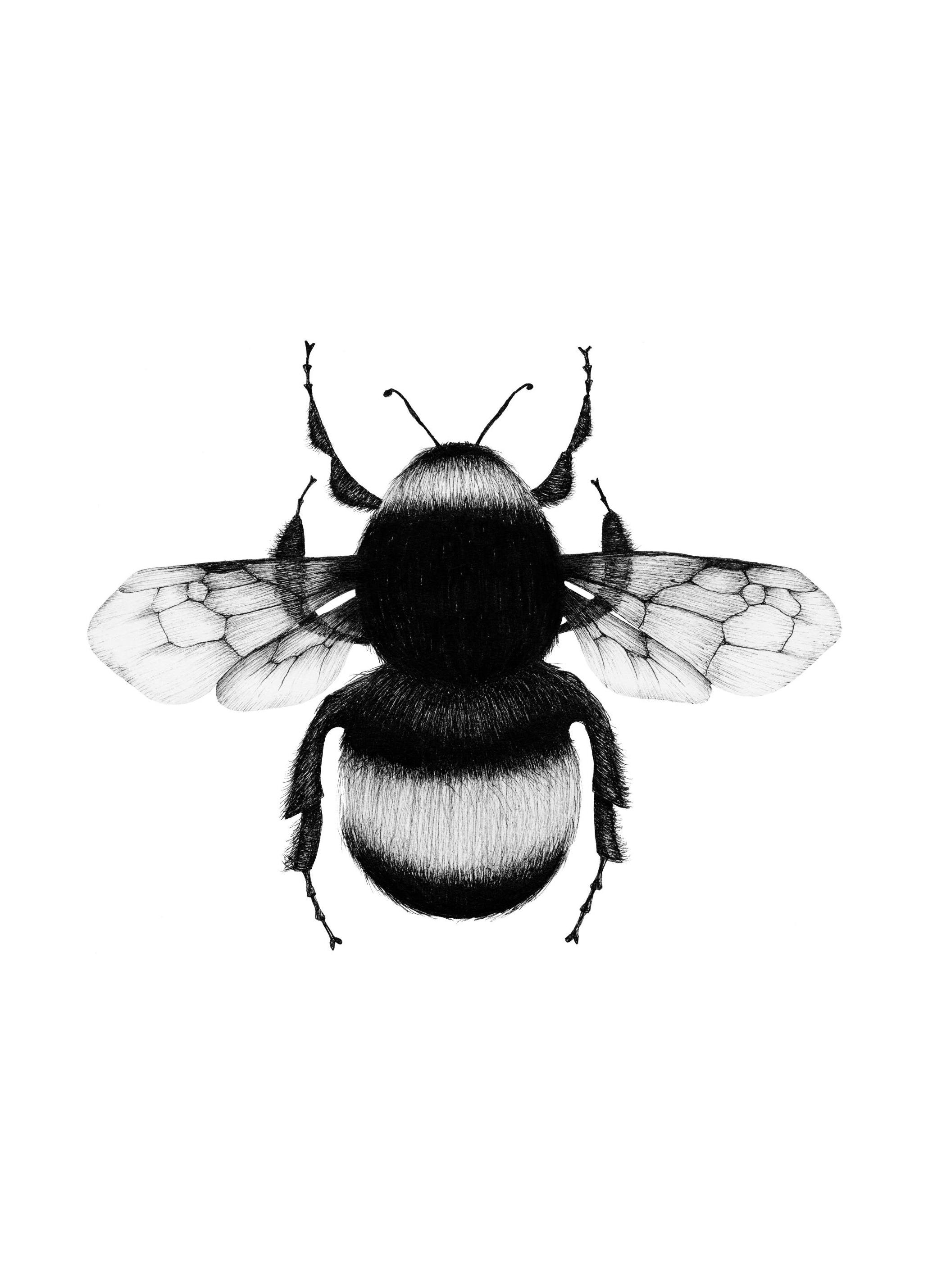 Bumblebee Drawing Poster (13x18 cm)