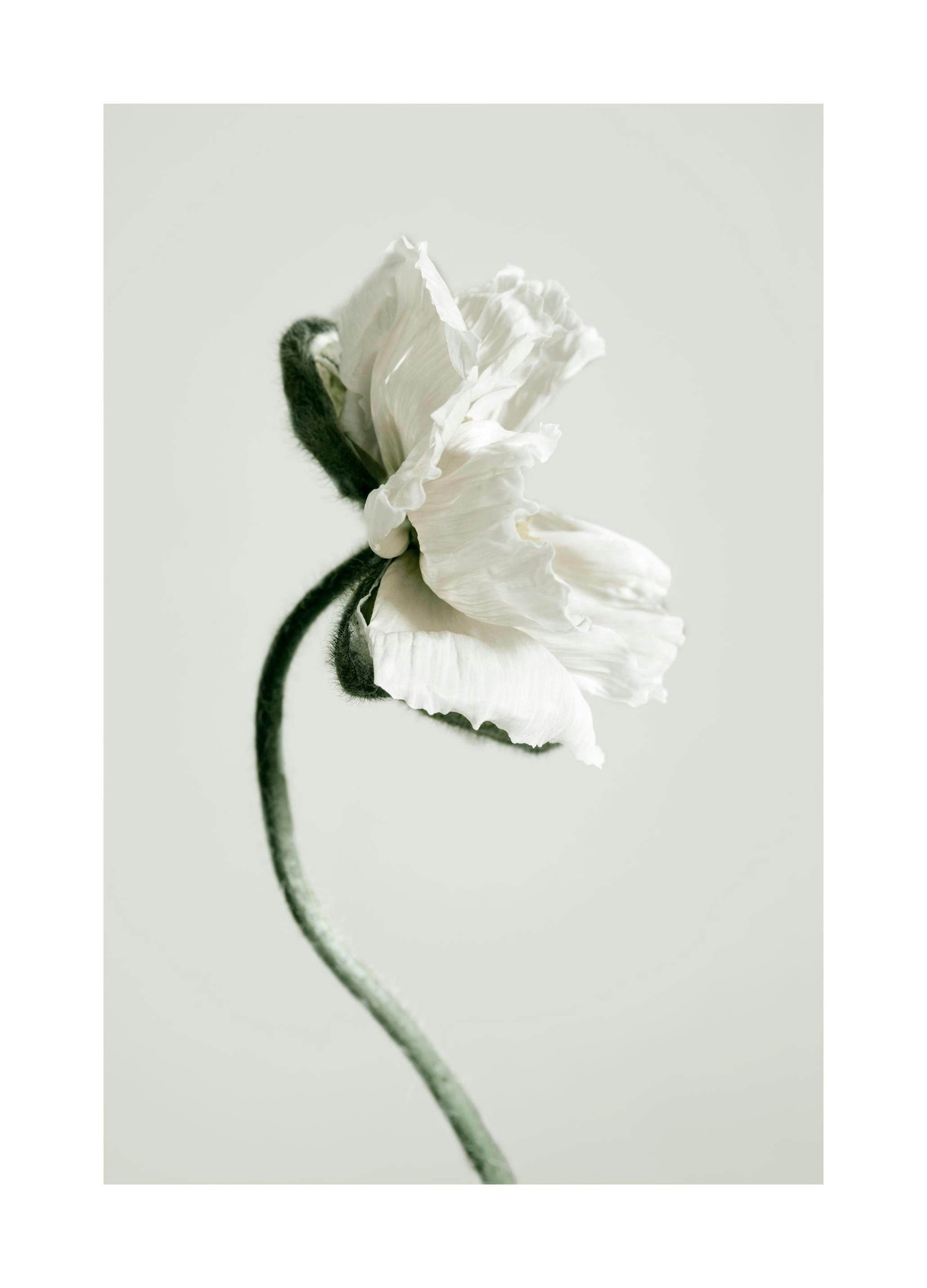 White Poppy Flower Plakat (30x40 cm)- Fotografia