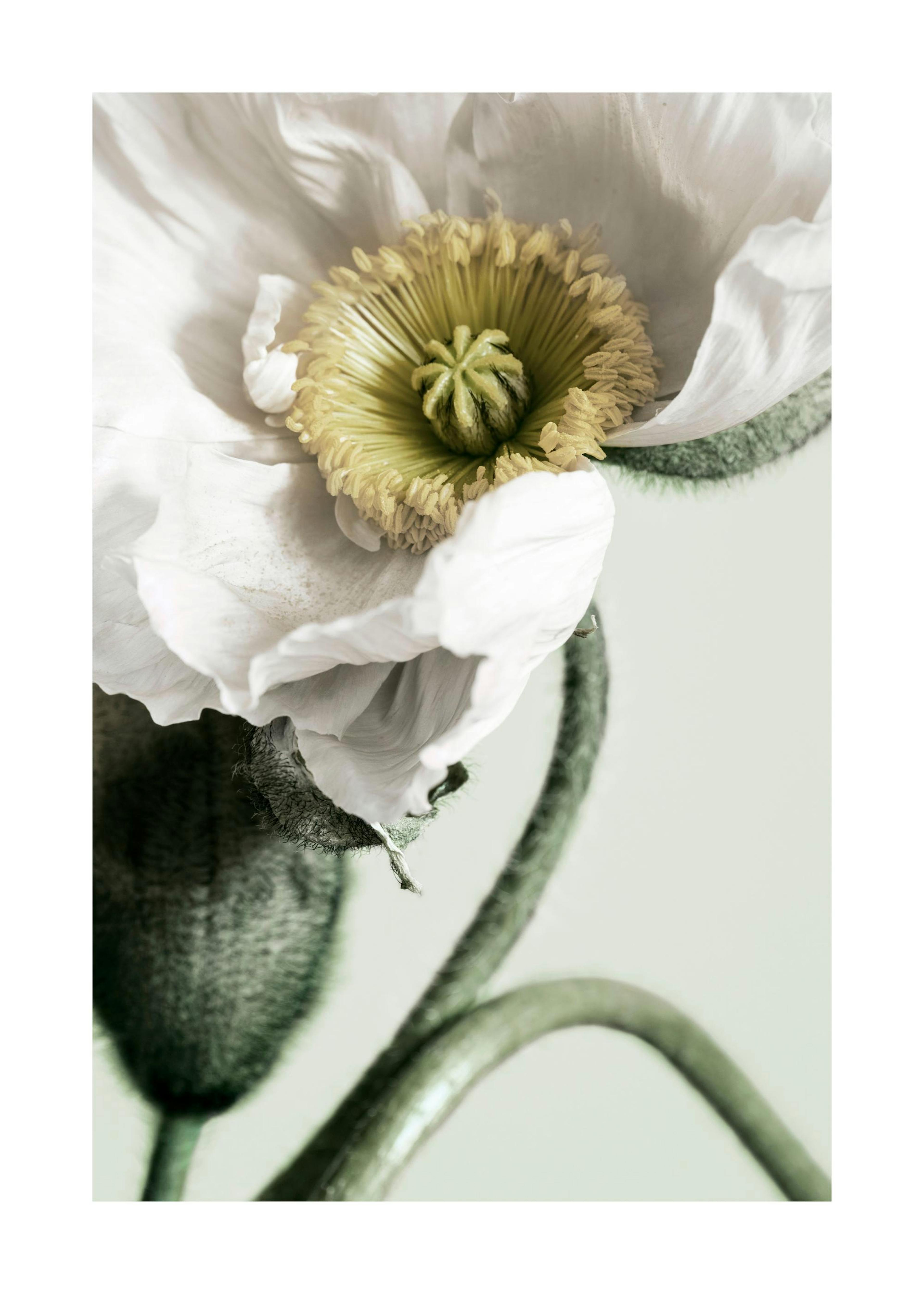White Poppy Close Up Print 0