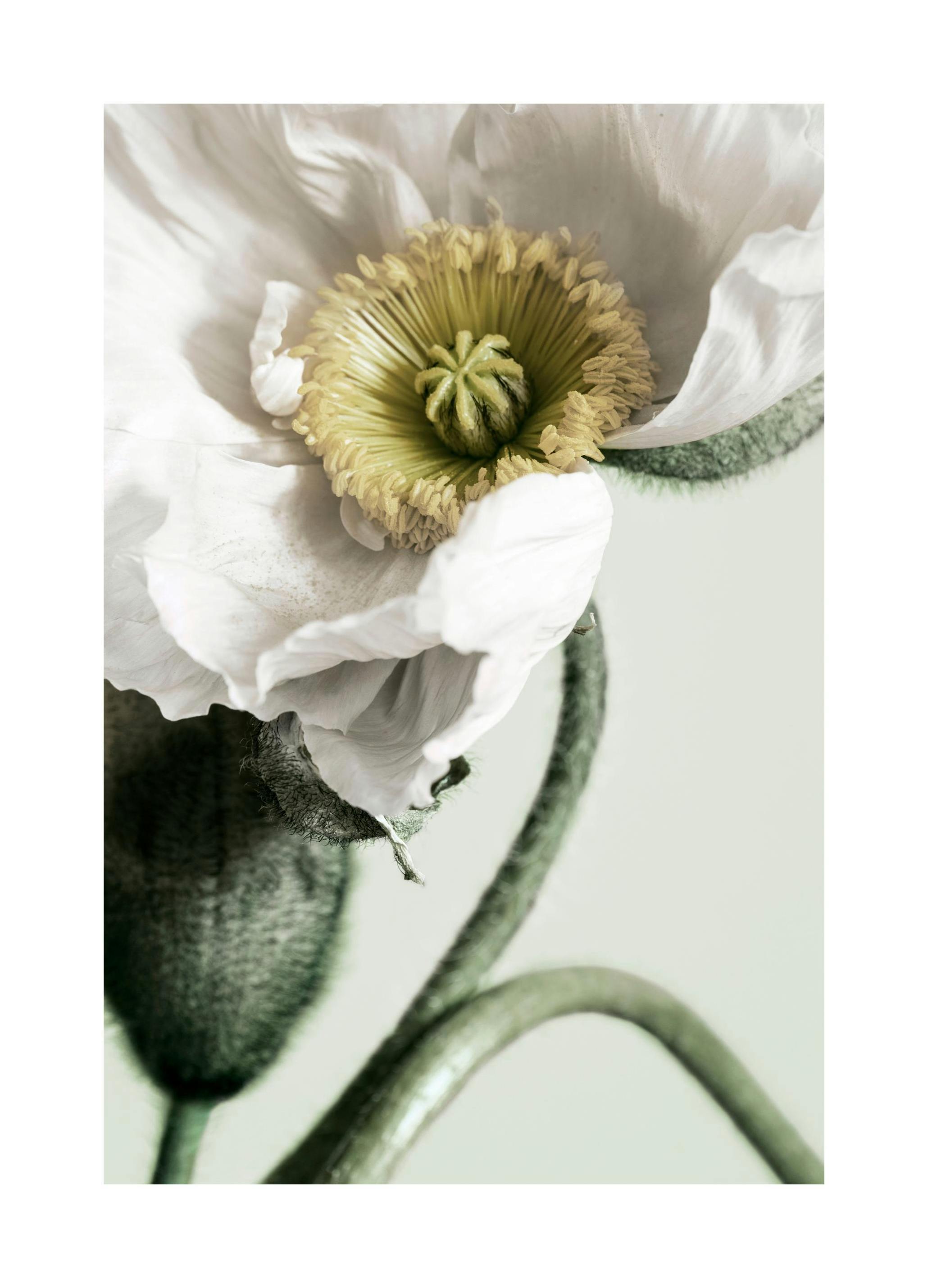 White Poppy Close Up Plakat (30x40 cm) - Plakater > Kunstplakater > Fotokunst