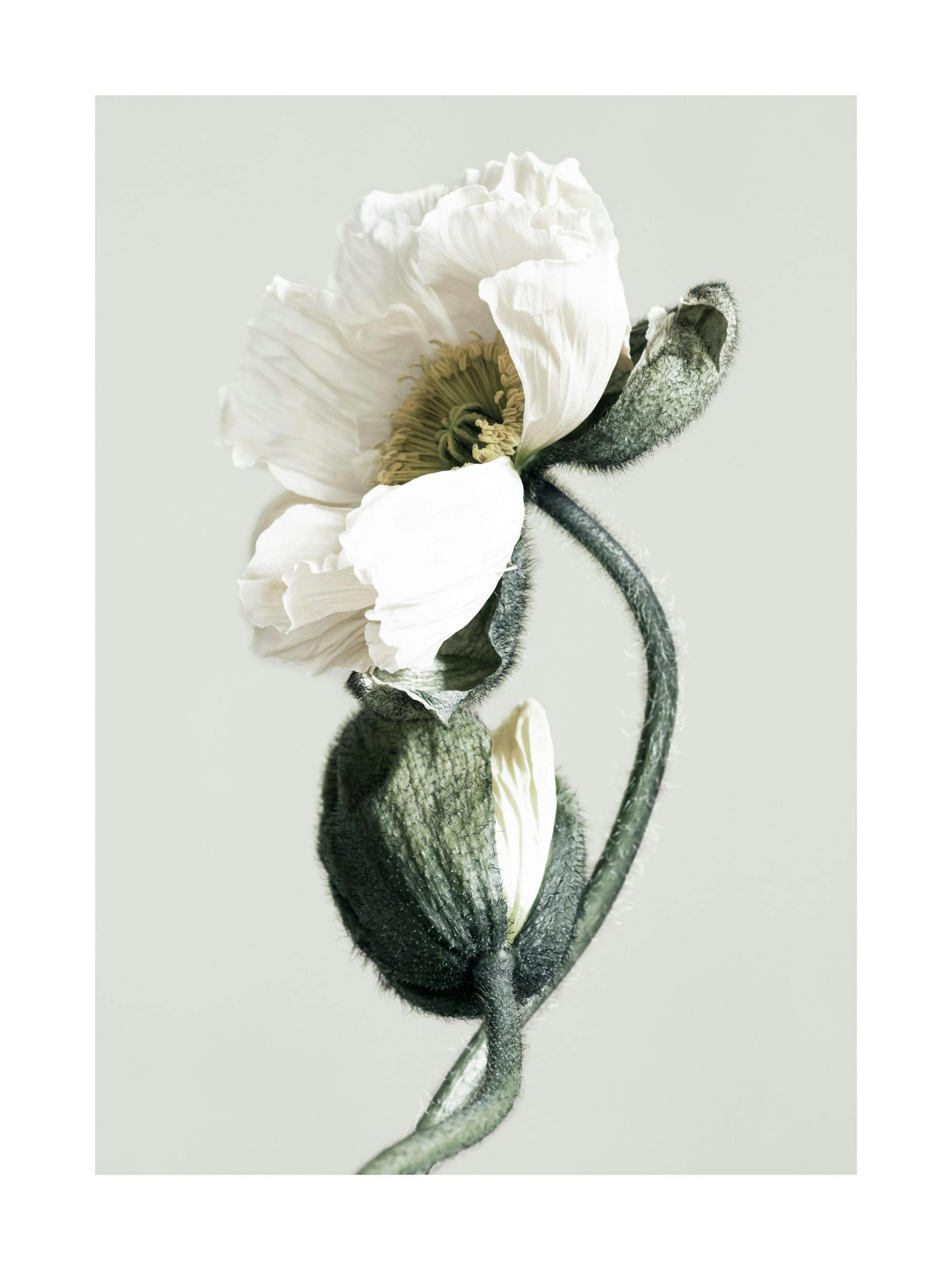 Blooming White Poppies Print