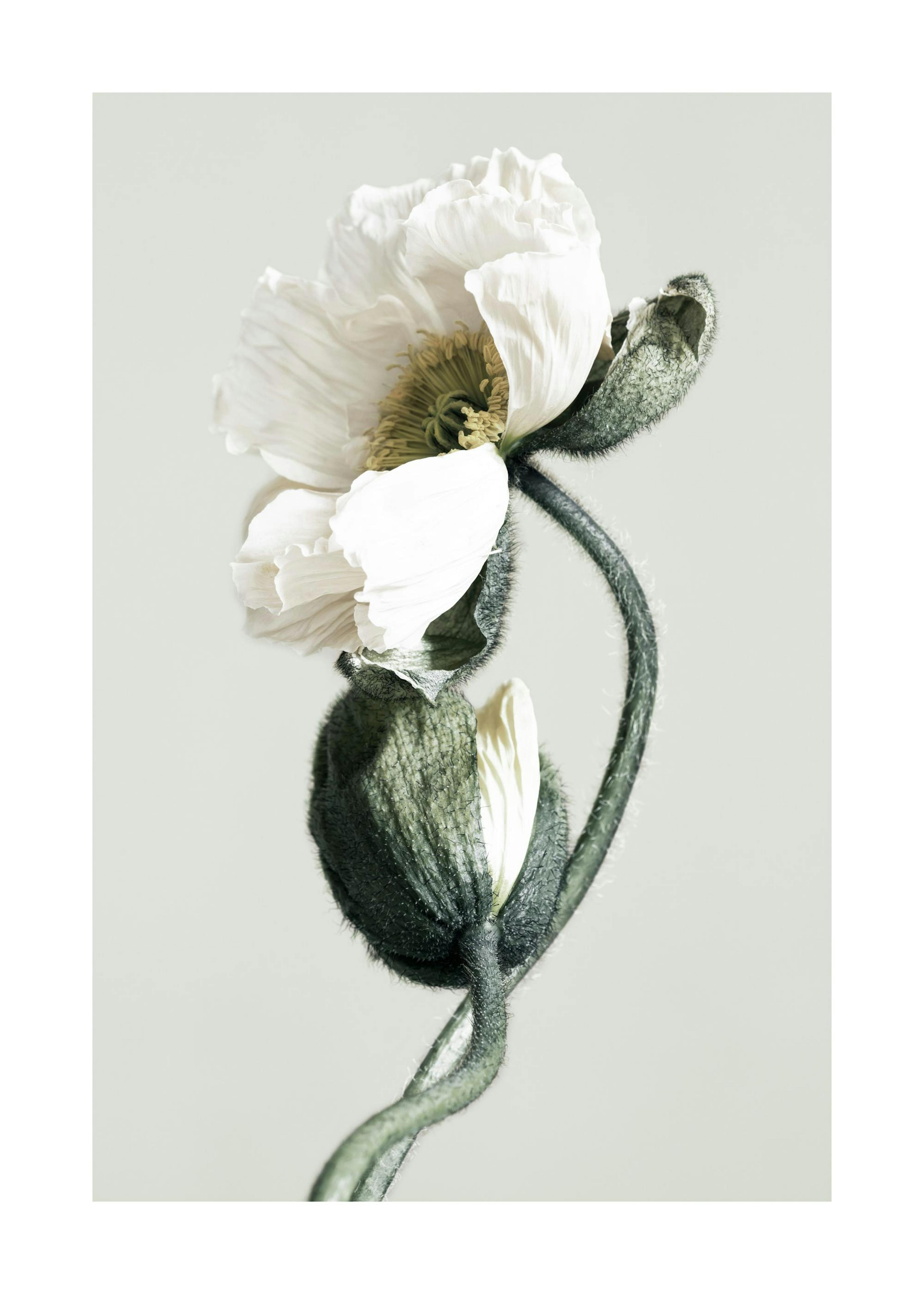 Blooming White Poppies Affiche 0