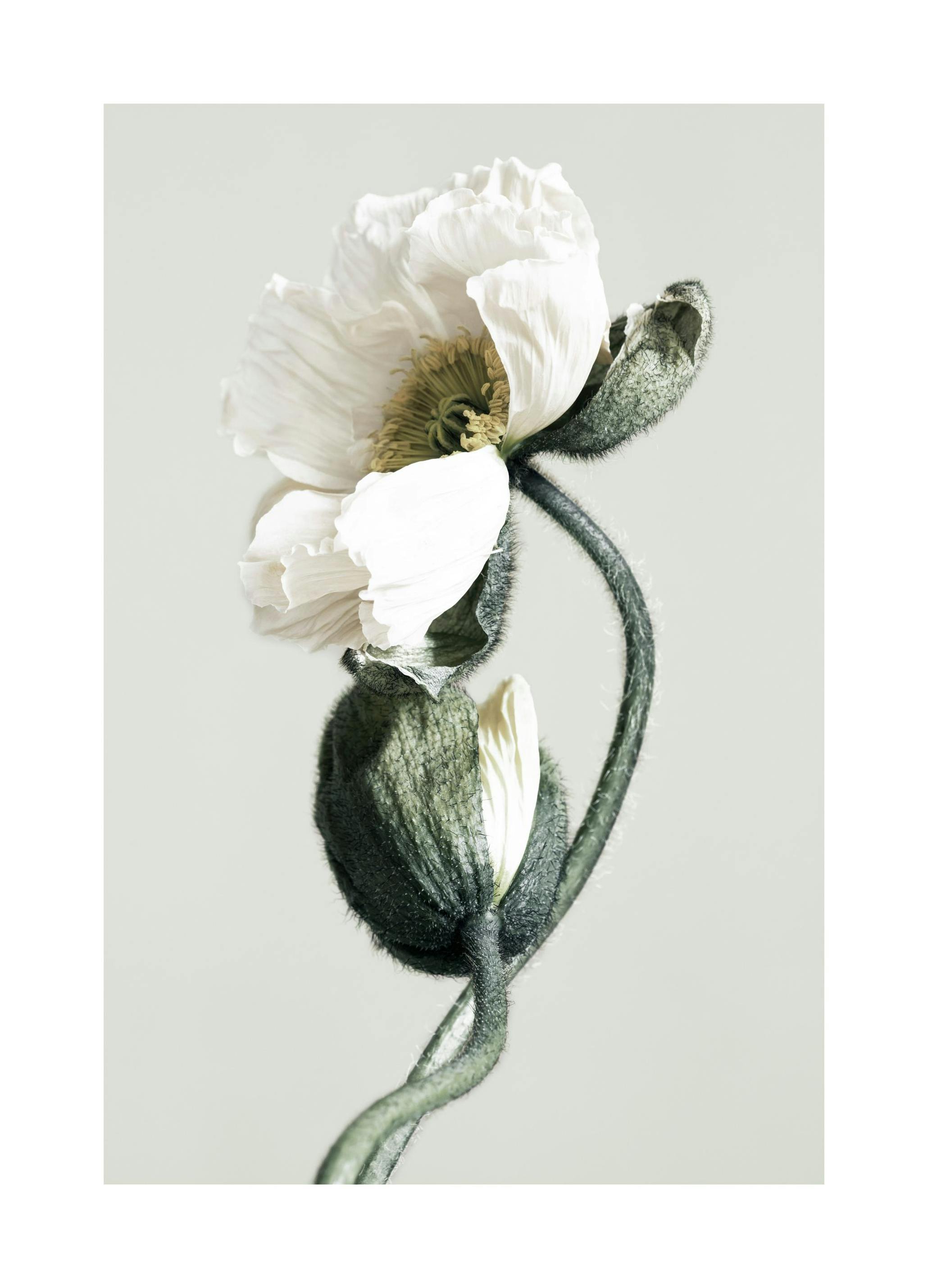 Blooming White Poppies Plakat (21x30 cm)- Fotografia