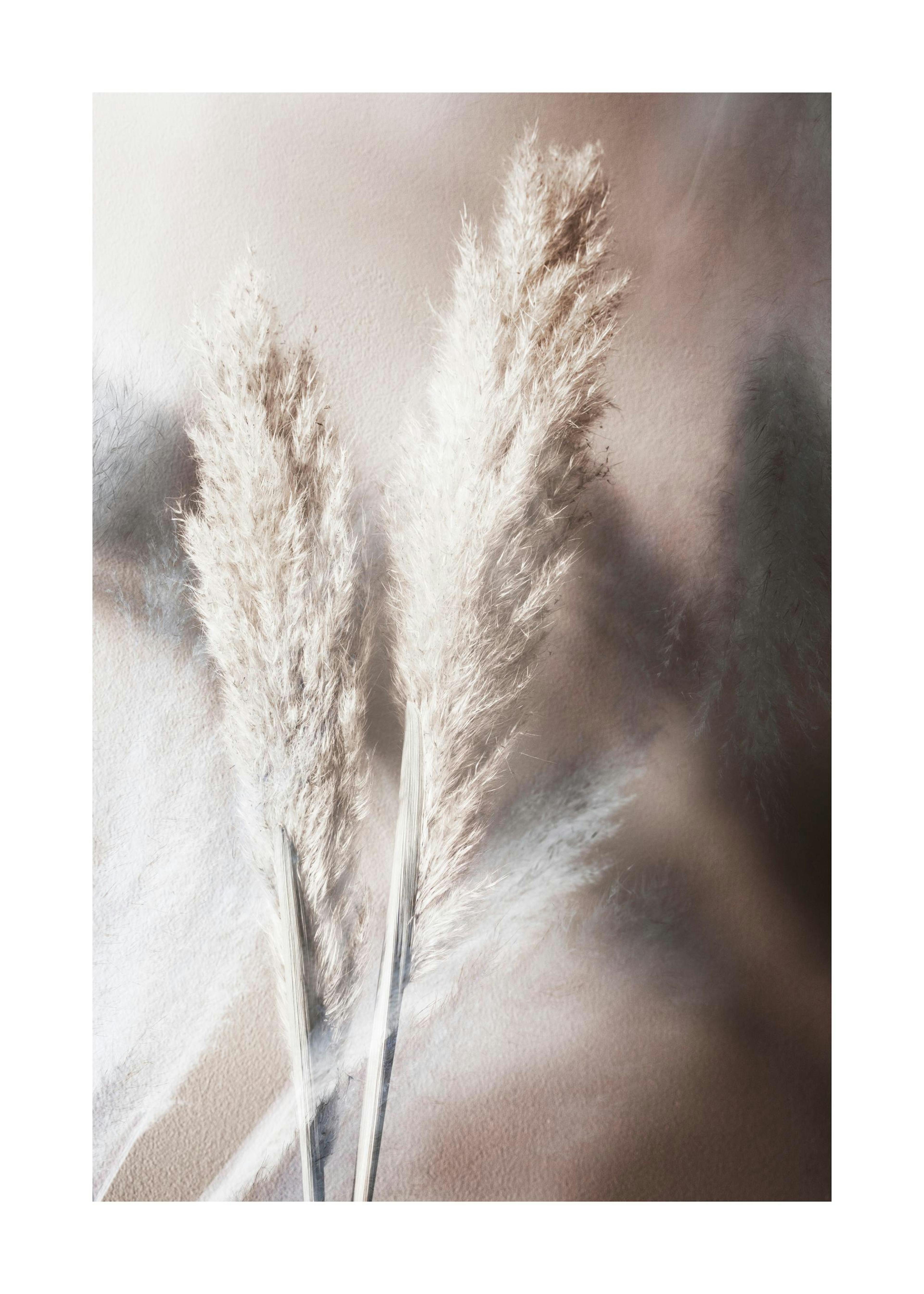 Abstract Reeds No1 Plagát 0