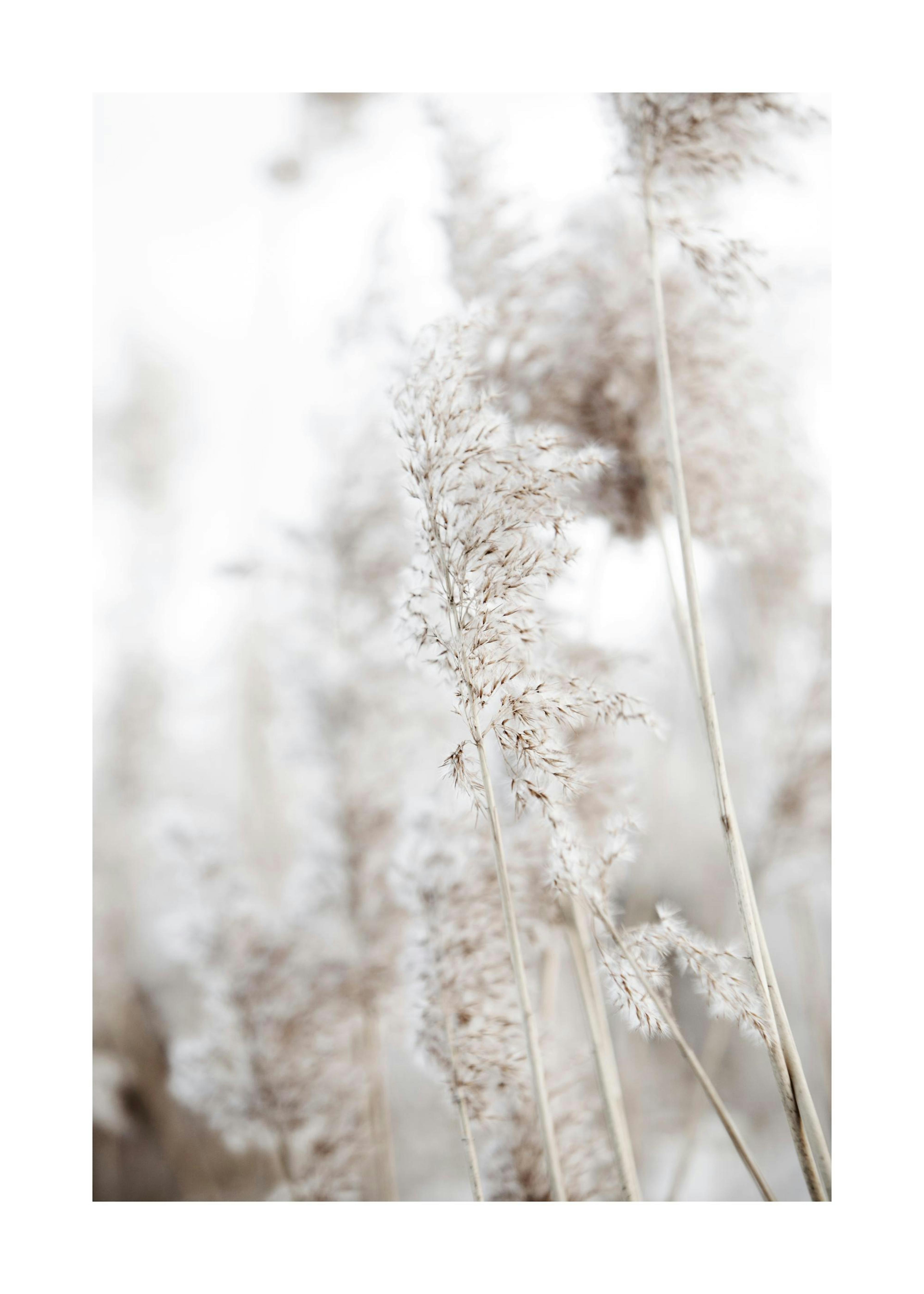 In the Reeds No1 포스터 0