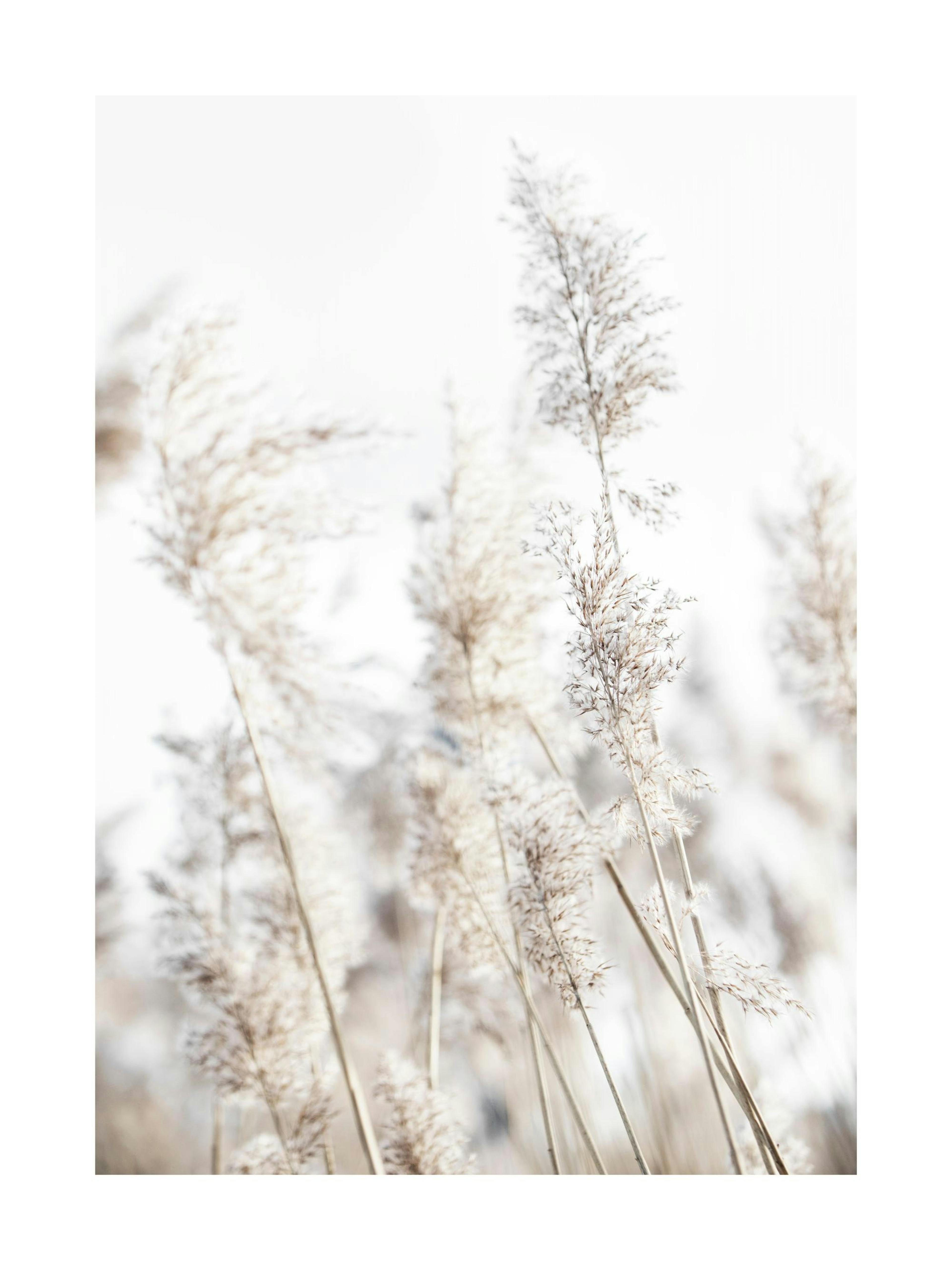 In the Reeds No2 Juliste 0
