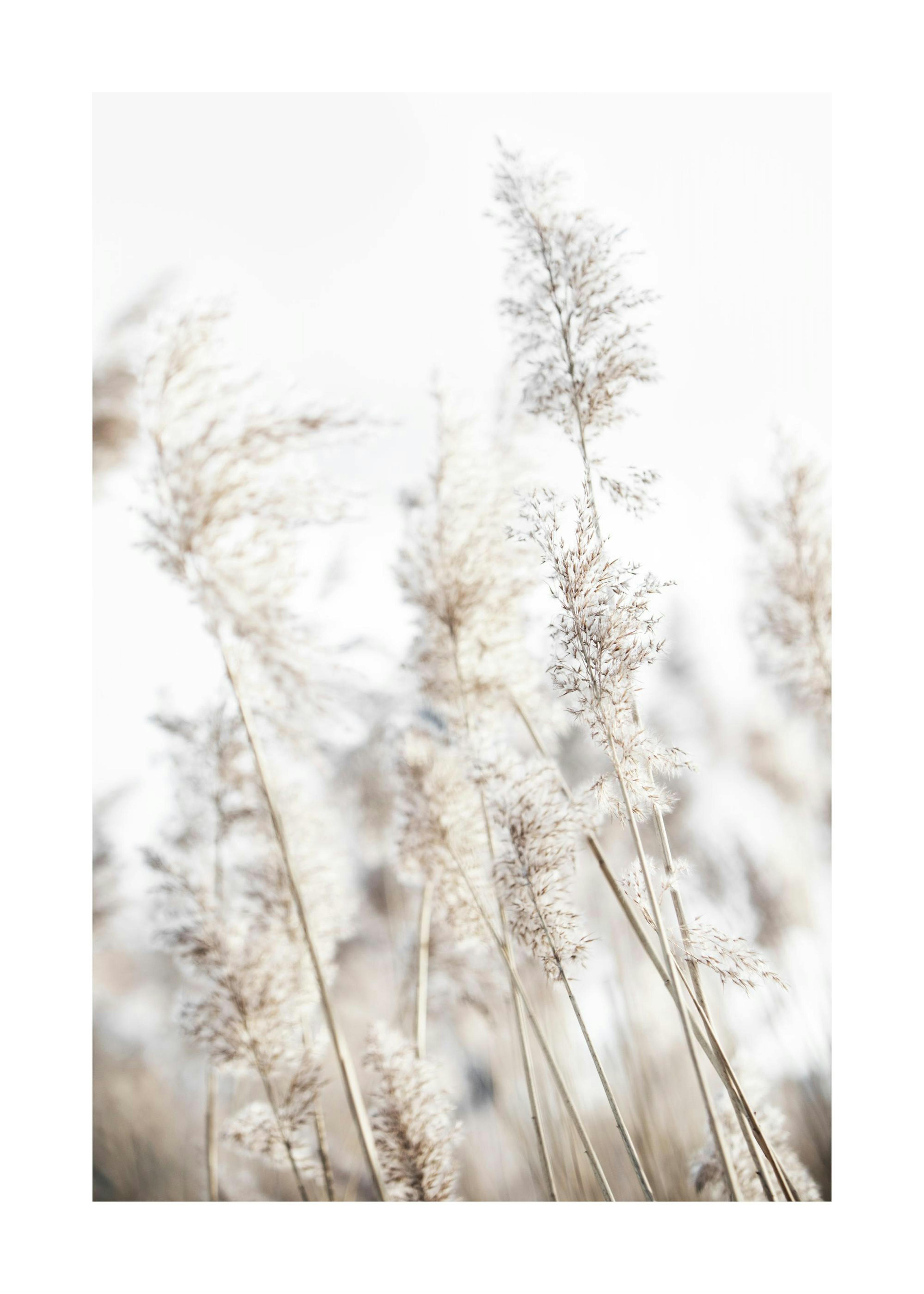 In the Reeds No2 Poster 0