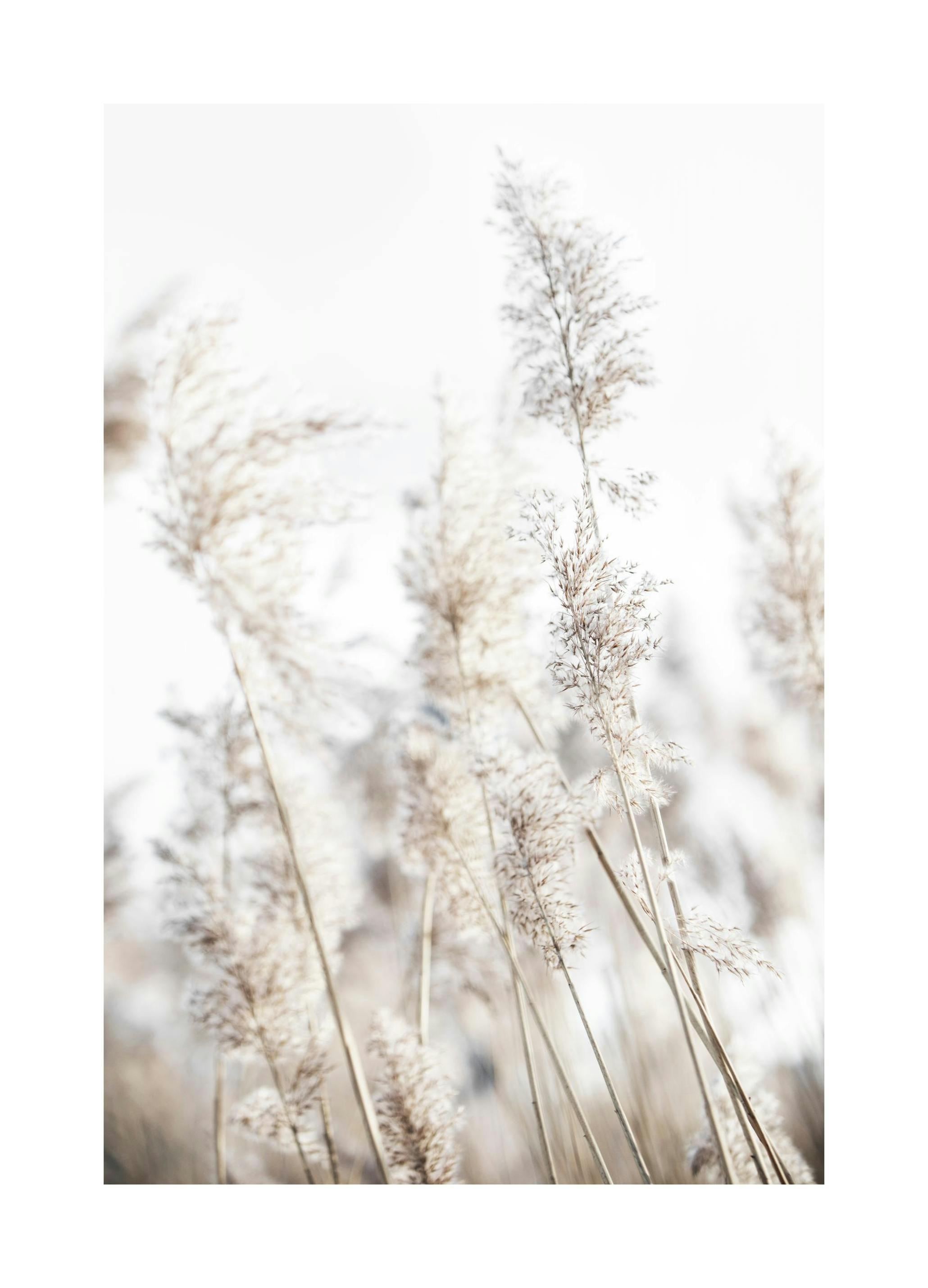 In the Reeds No2 Affiche (50x70 cm) - Photographies