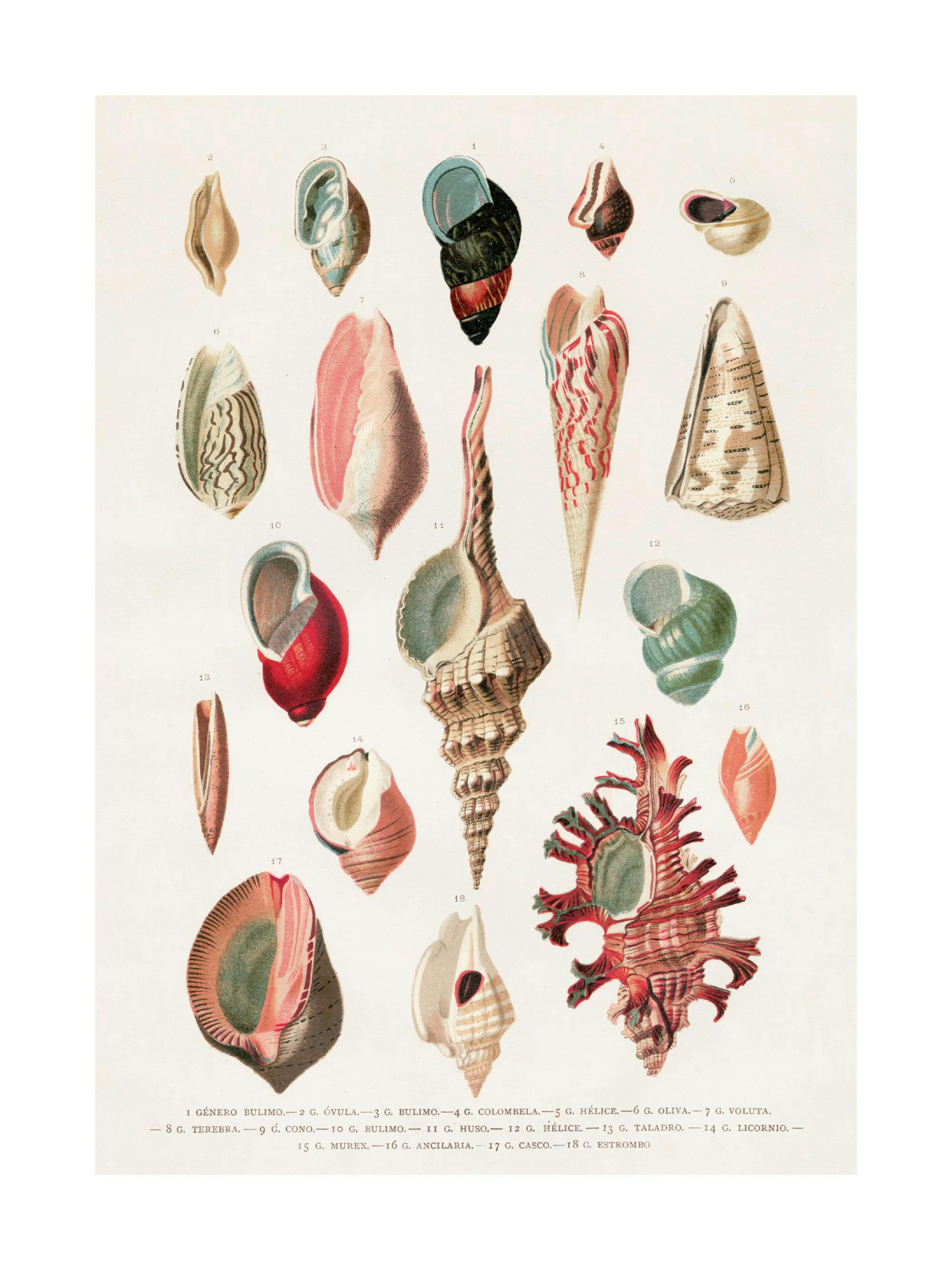 Vintage Seashells No1 Print