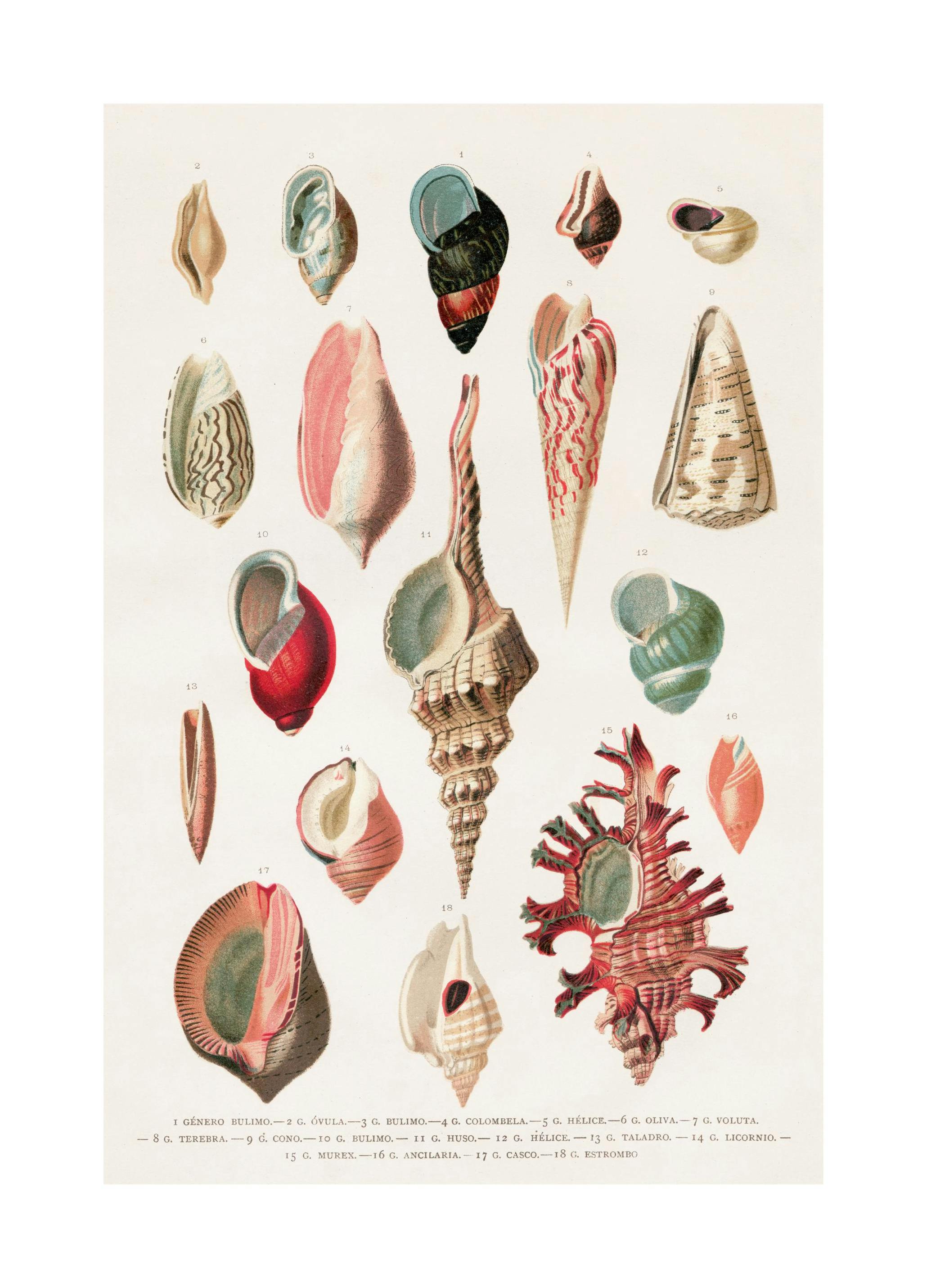 Prints - Vintage Seashells No1 Print (50x70 cm) - Vintage posters