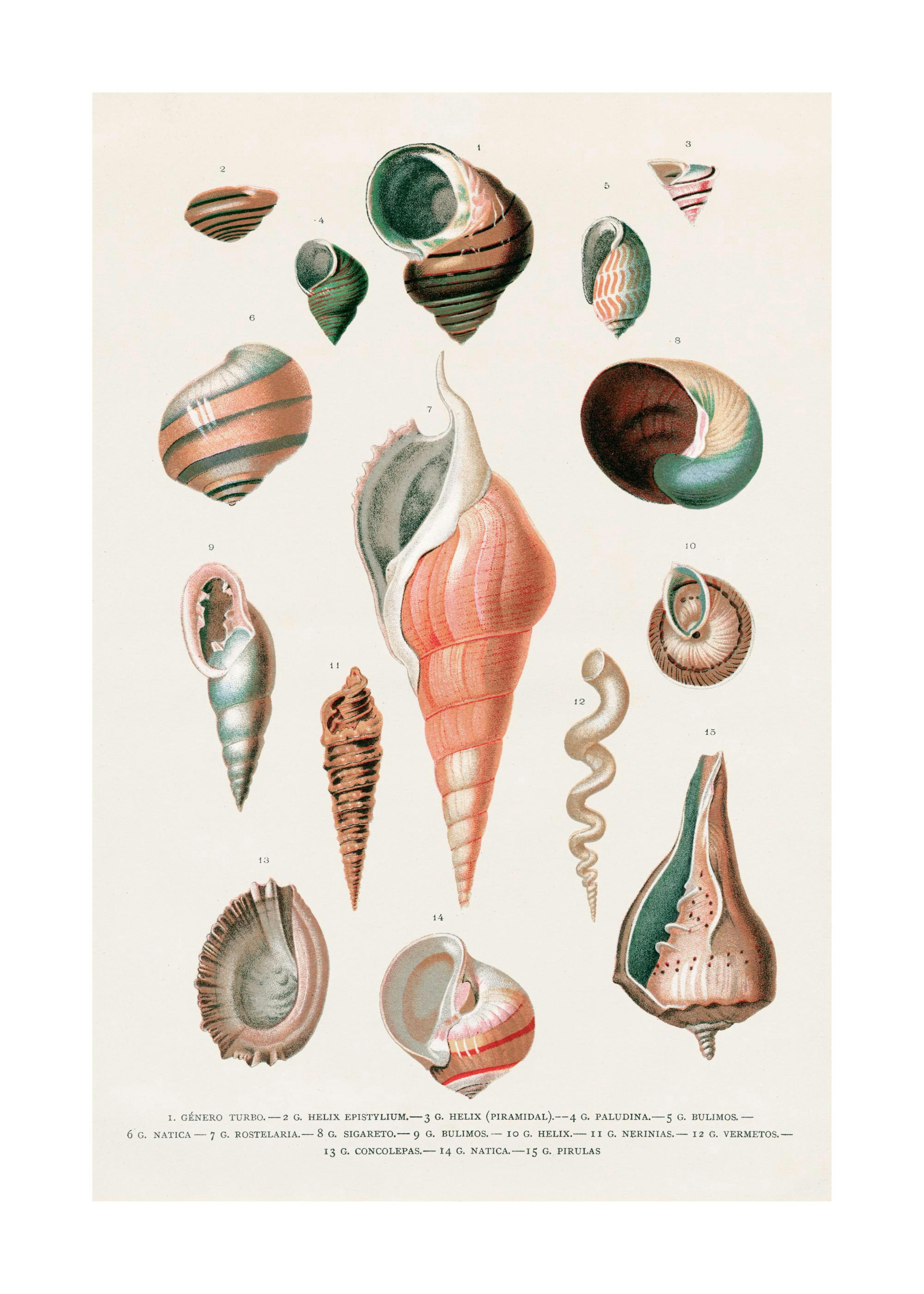 Vintage Seashells No2 Affiche 0