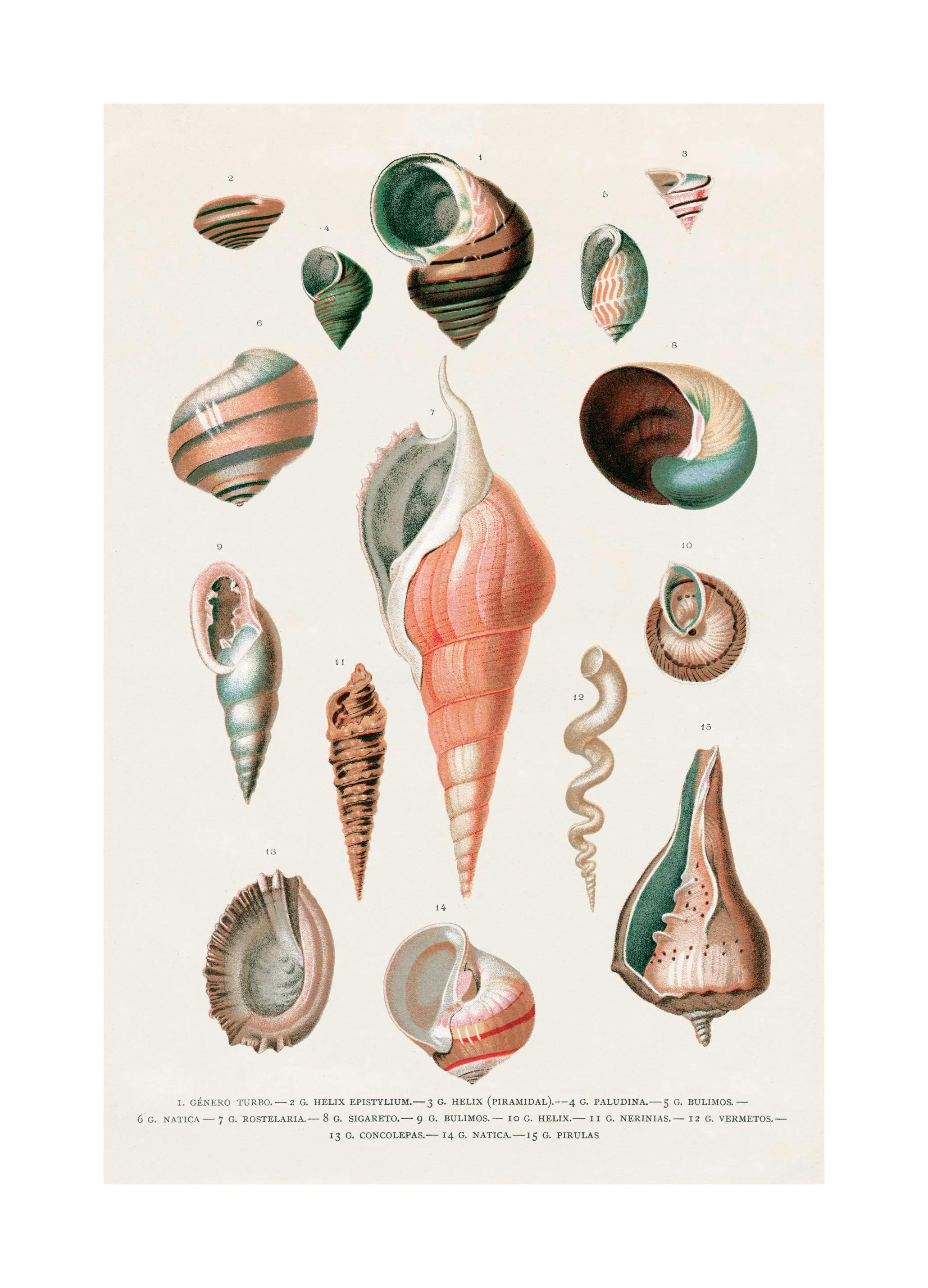 Vintage Seashells No2 Poster (30x40 cm)- Posters vintage