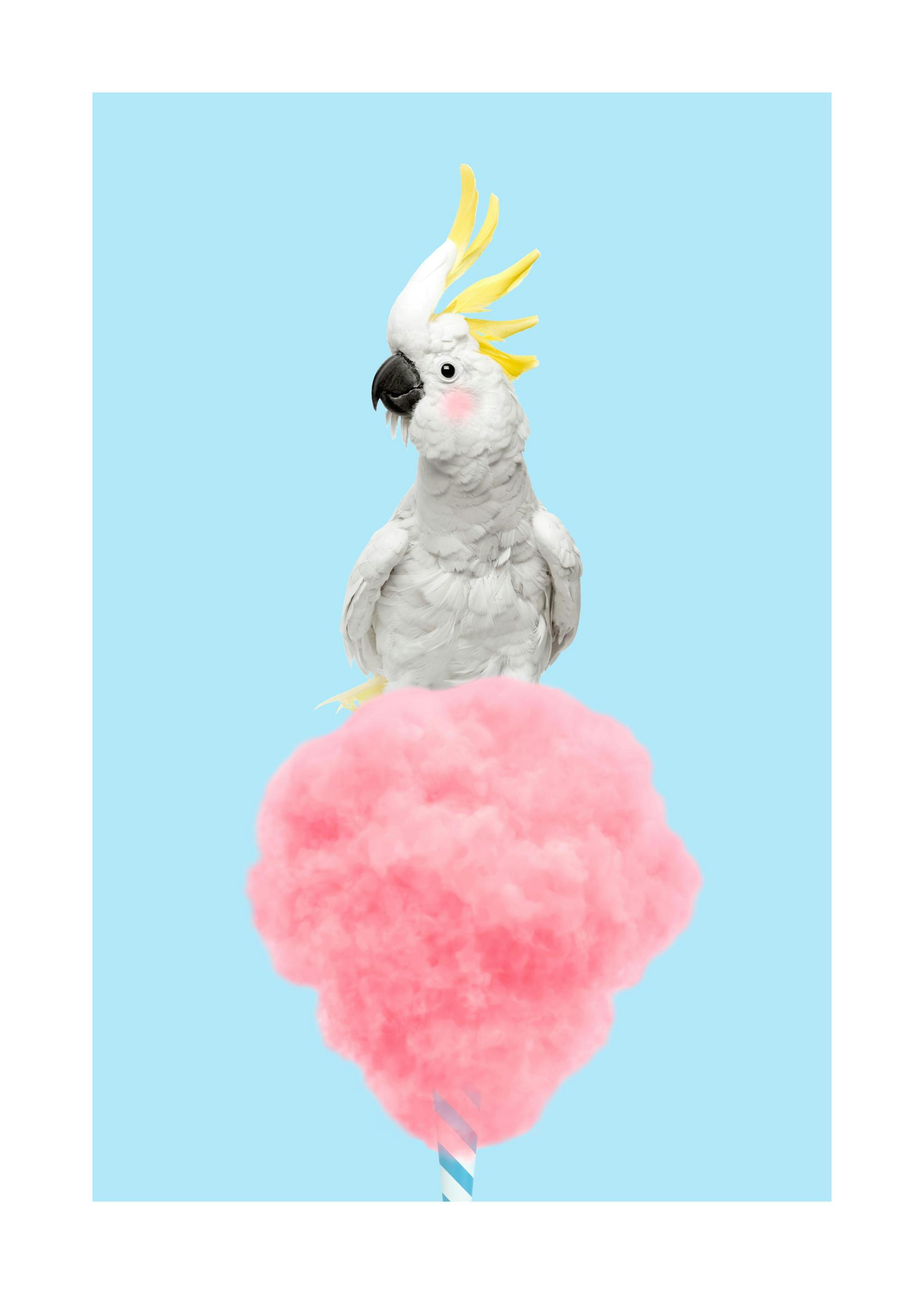 Cotton Candy Cockatoo Print 0