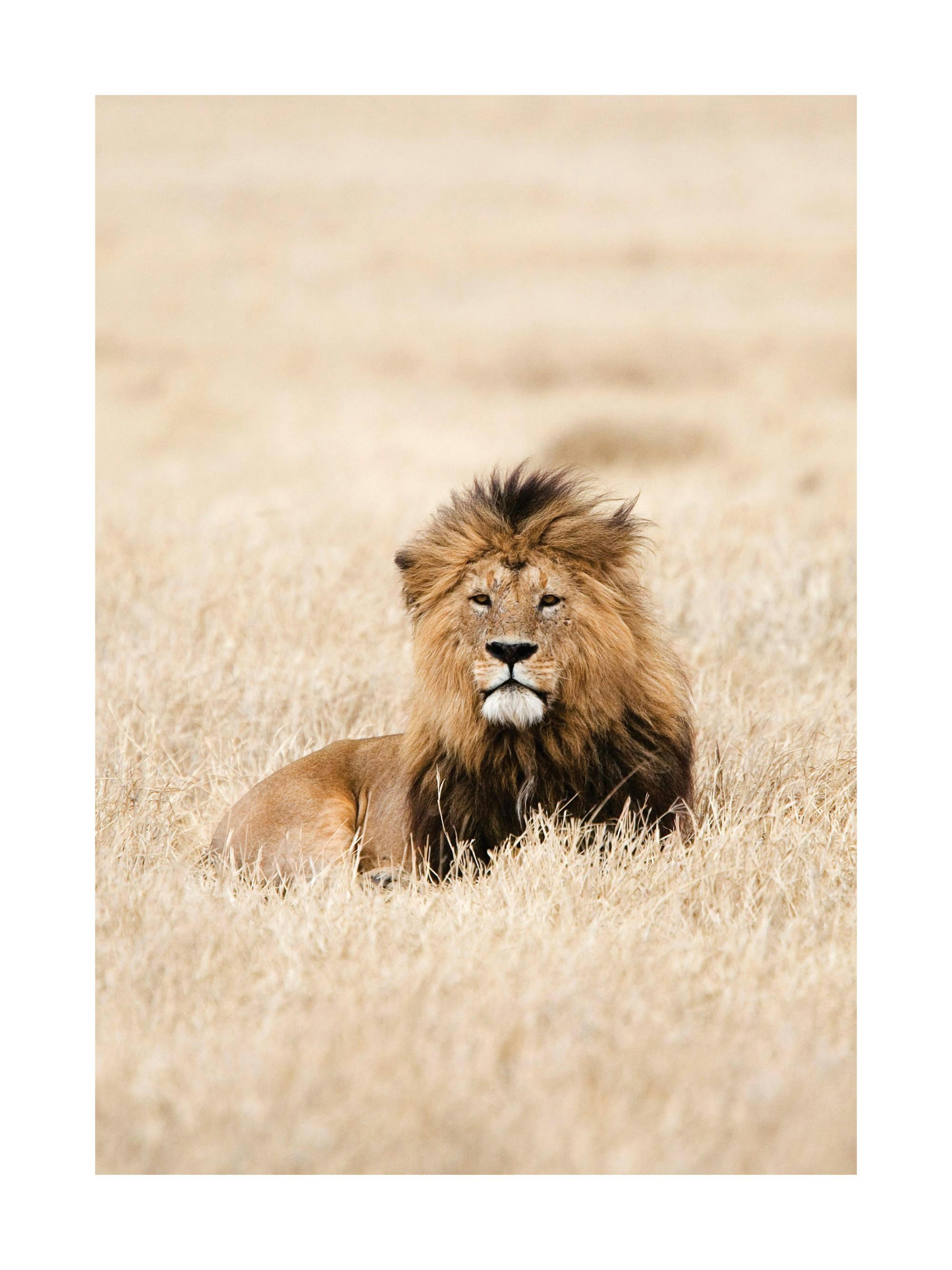 Lion King Poster