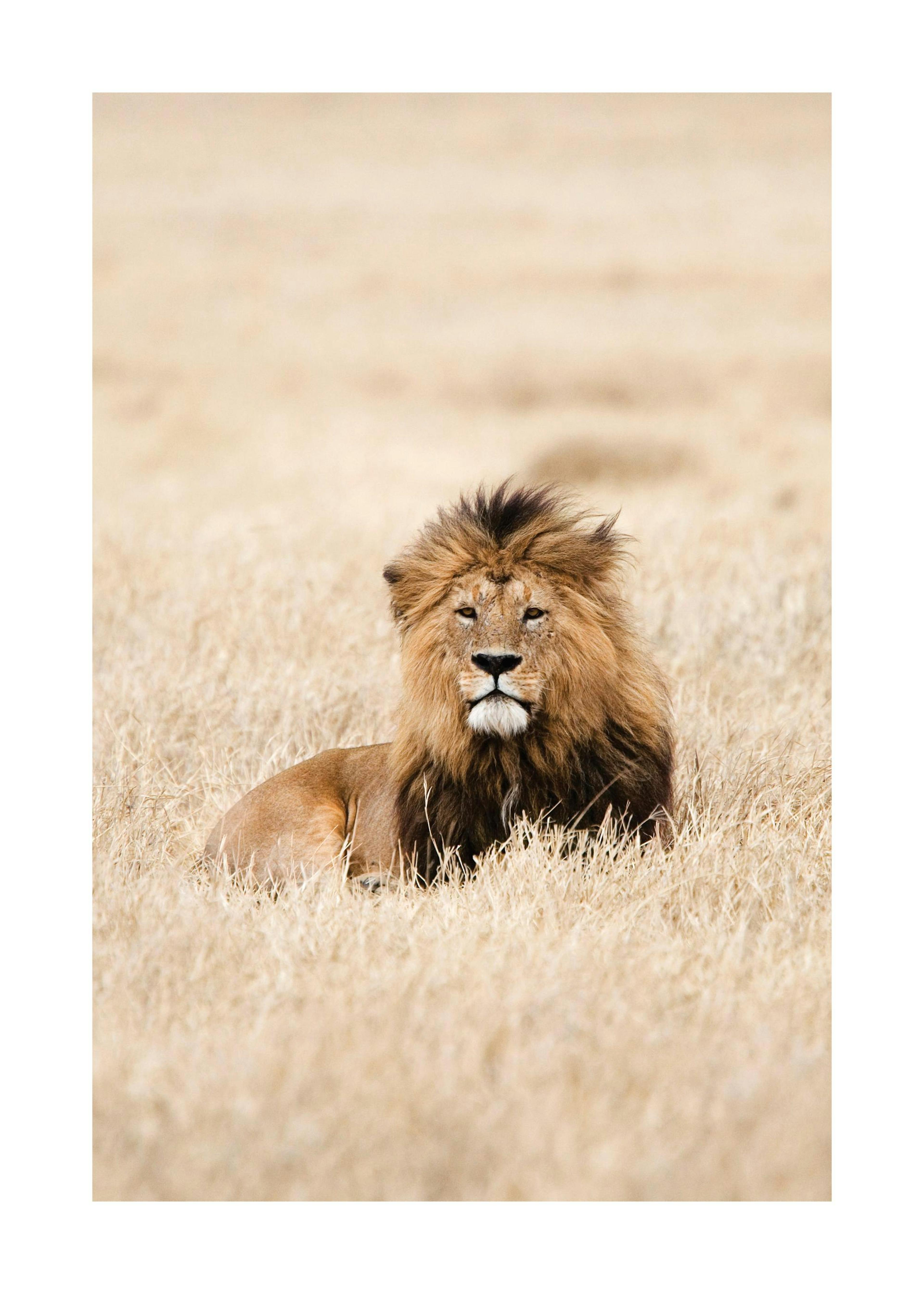 Lion King Plakat 0