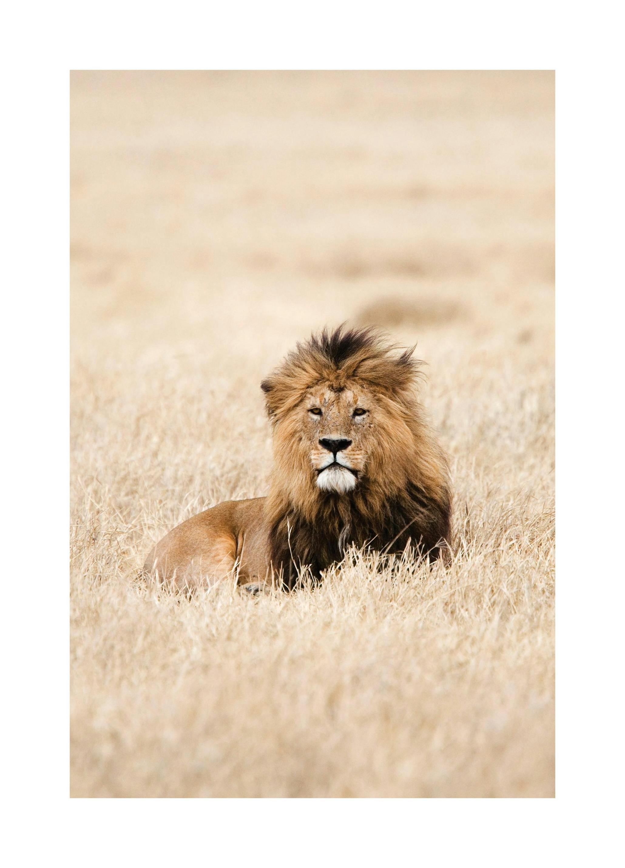 Lion King Affiche (50x70 cm) - Photographies