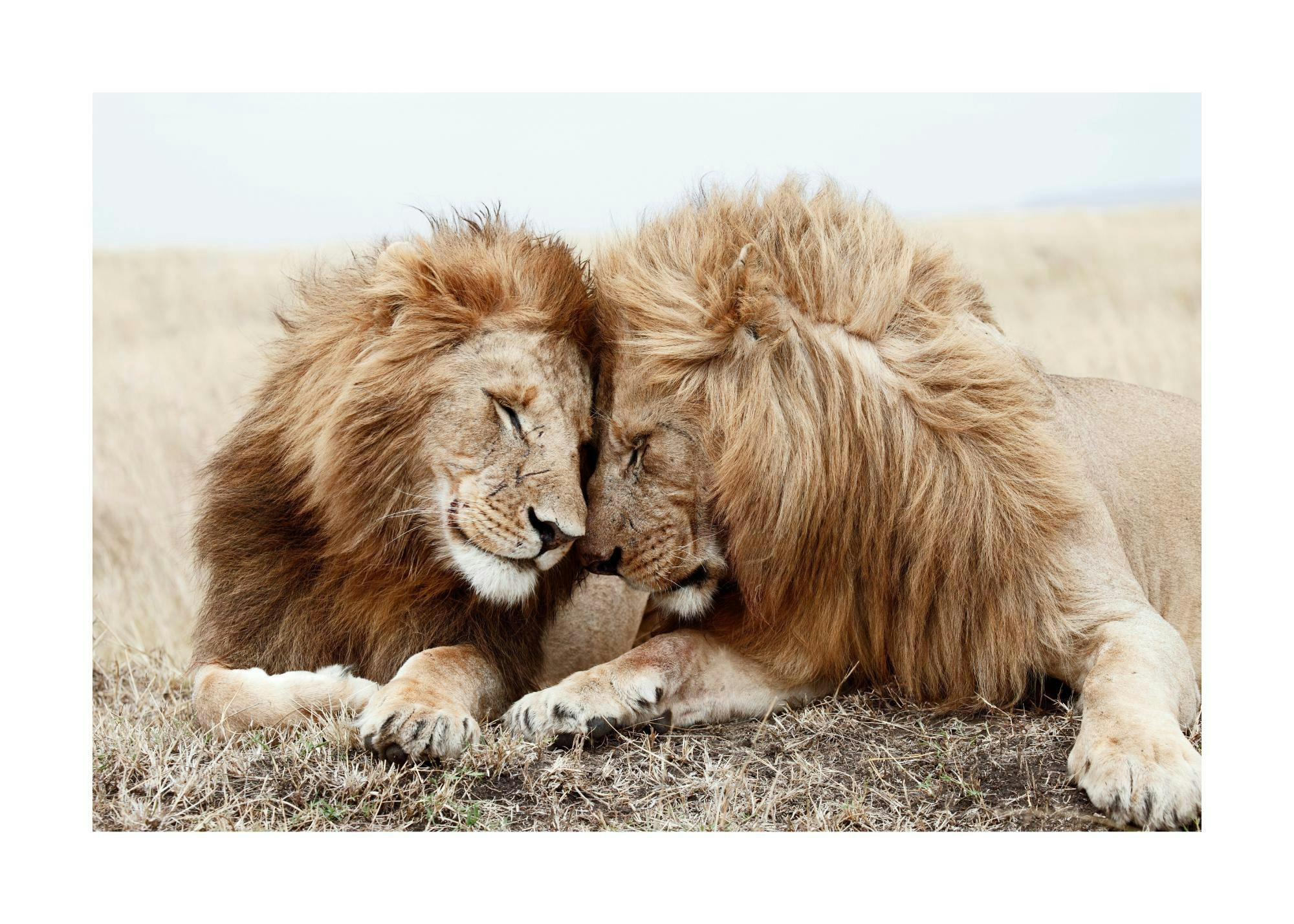 Lion Brothers Poster 0