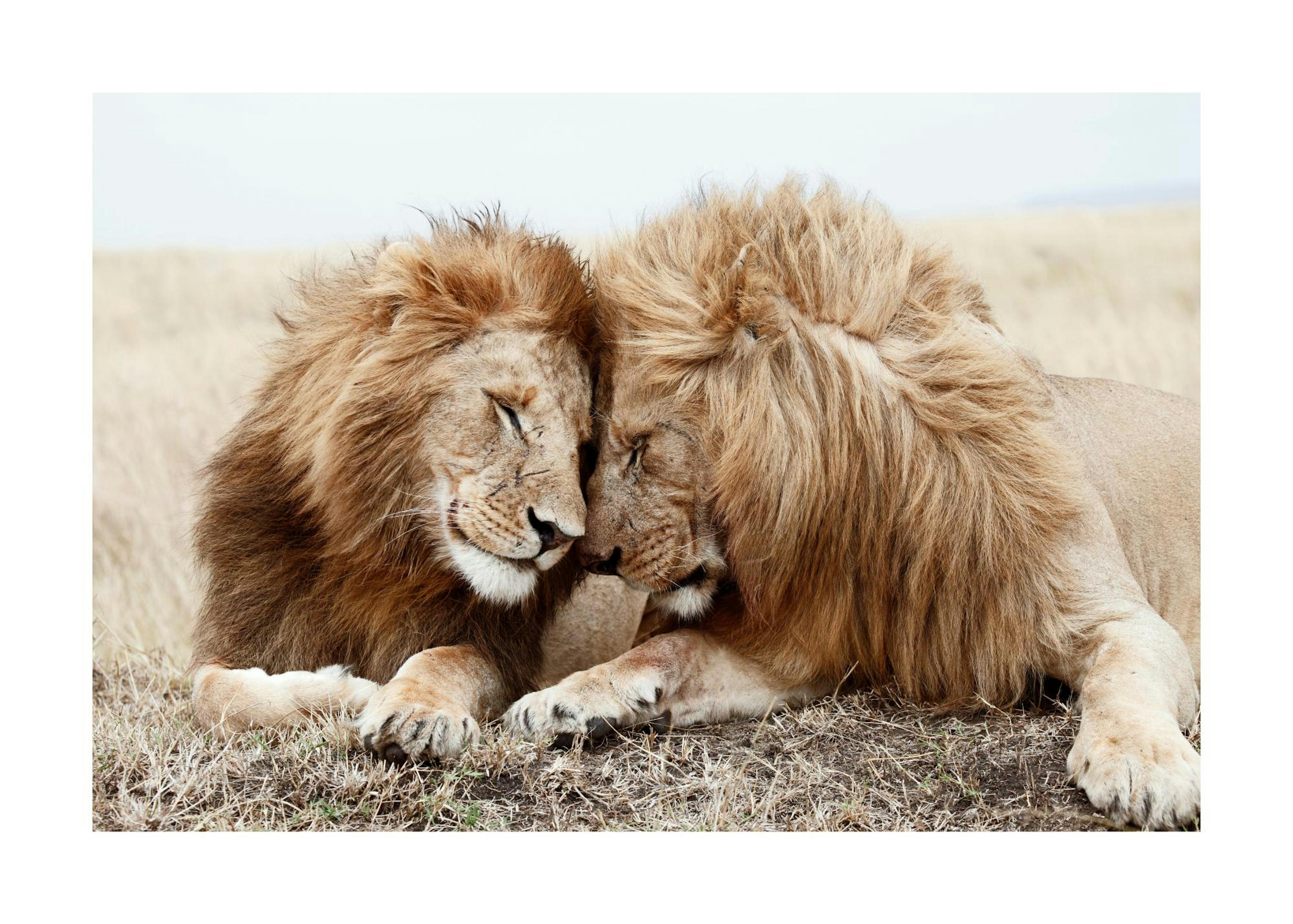 Lion Brothers Print 0