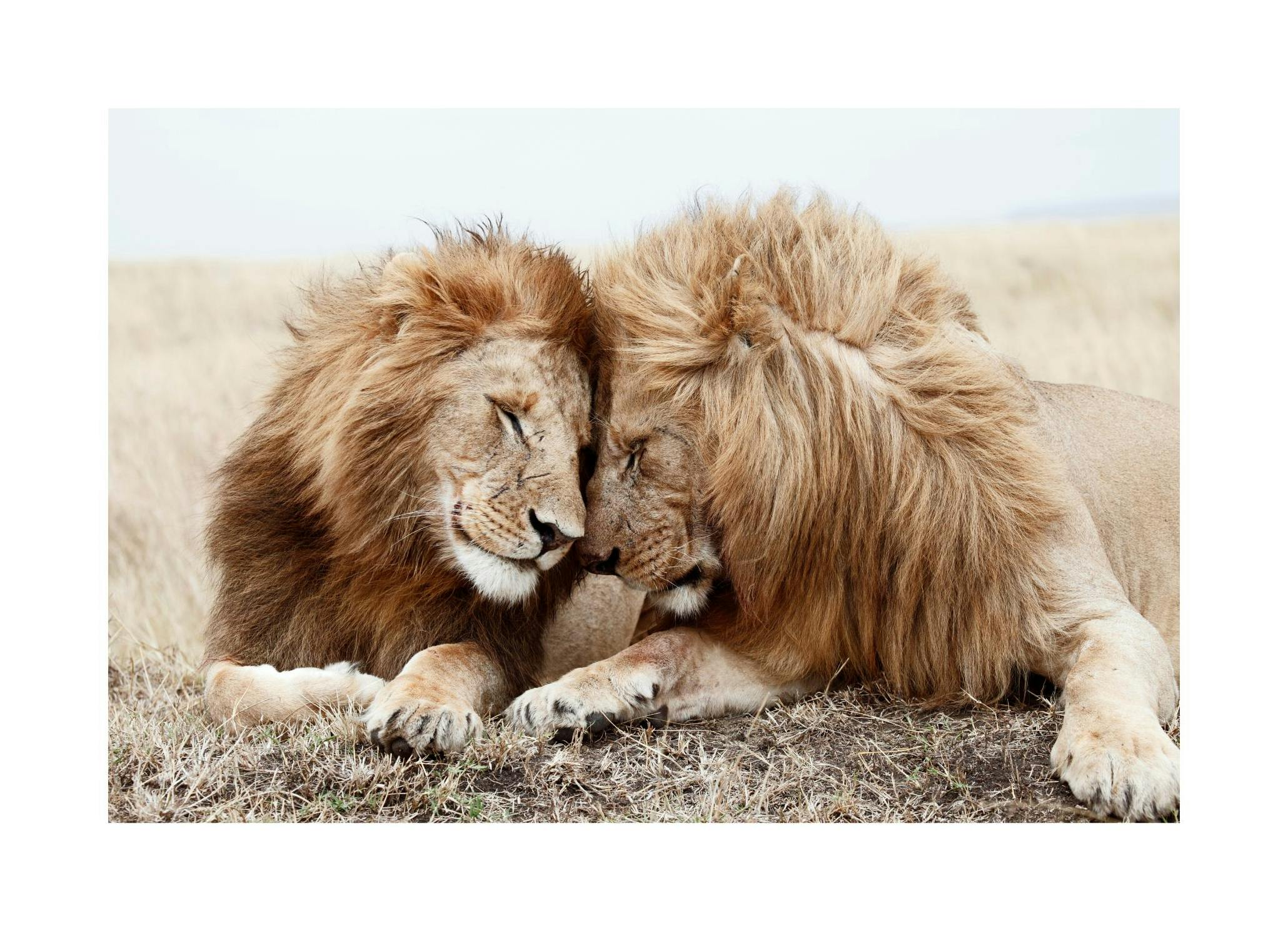 Lion Brothers Plakat (30x40 cm)- Fotografia