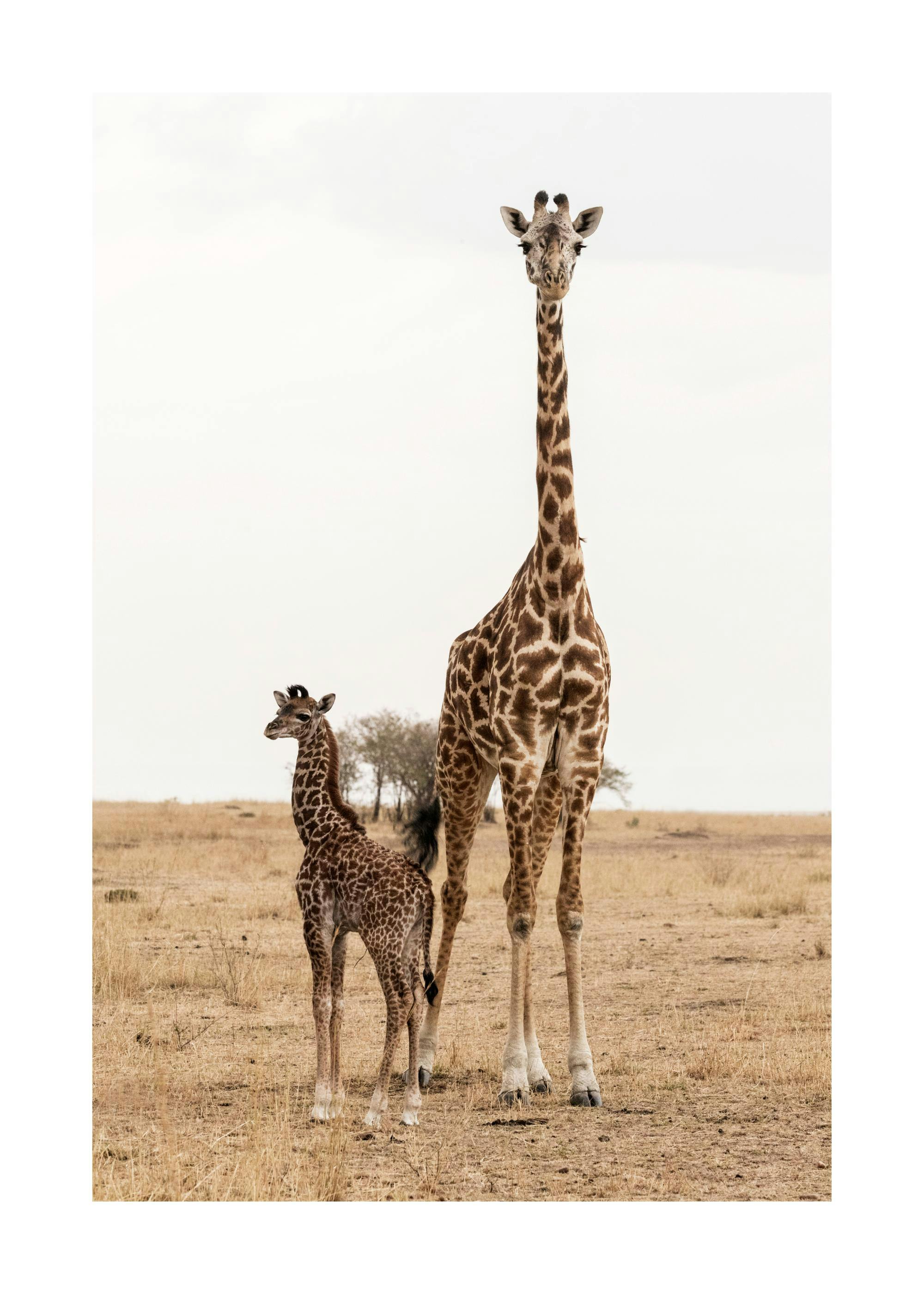 Mother and Baby Giraffe Poster 0