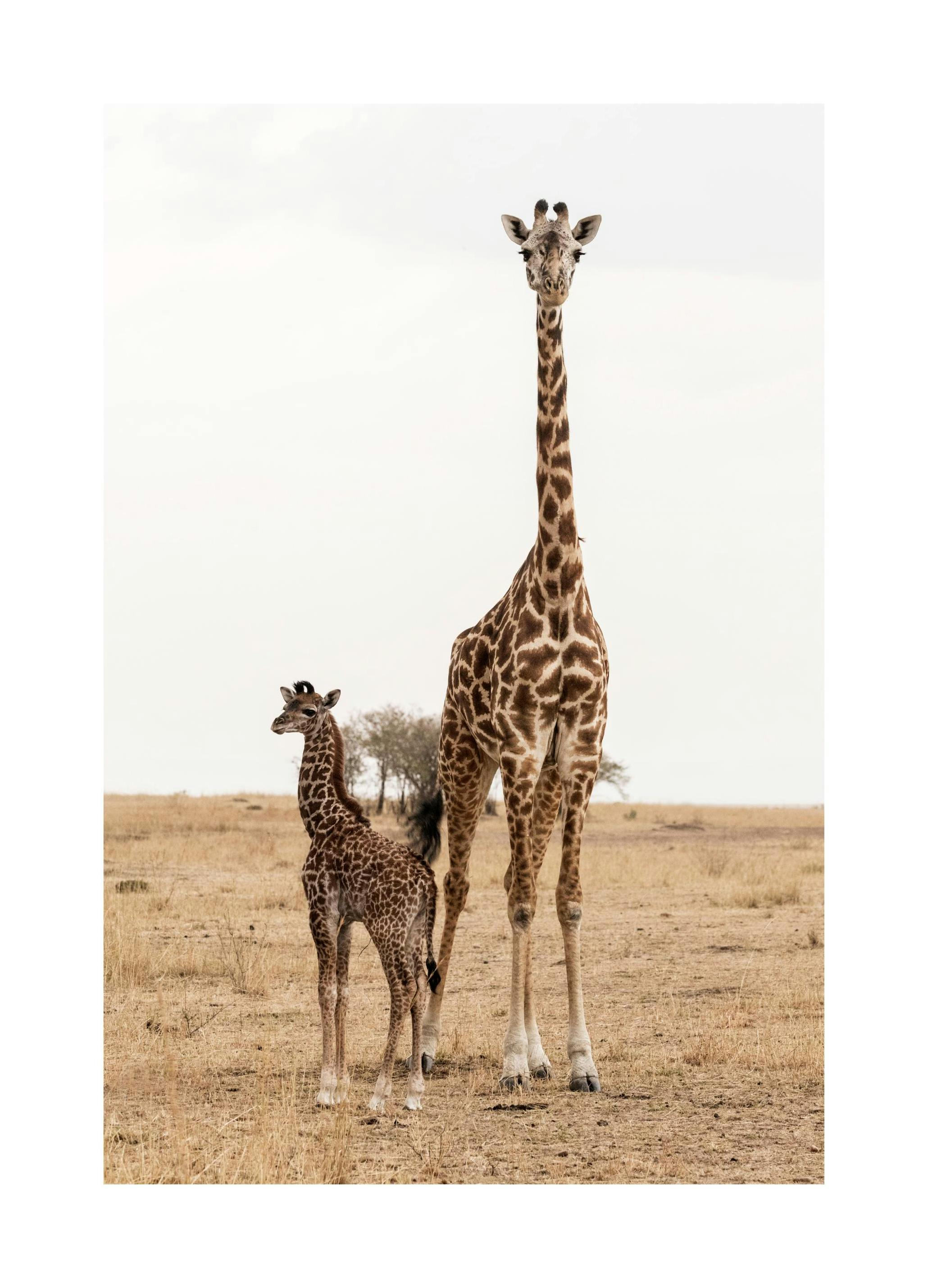 Mother and Baby Giraffe Poster (30x40 cm) -  Fotografien