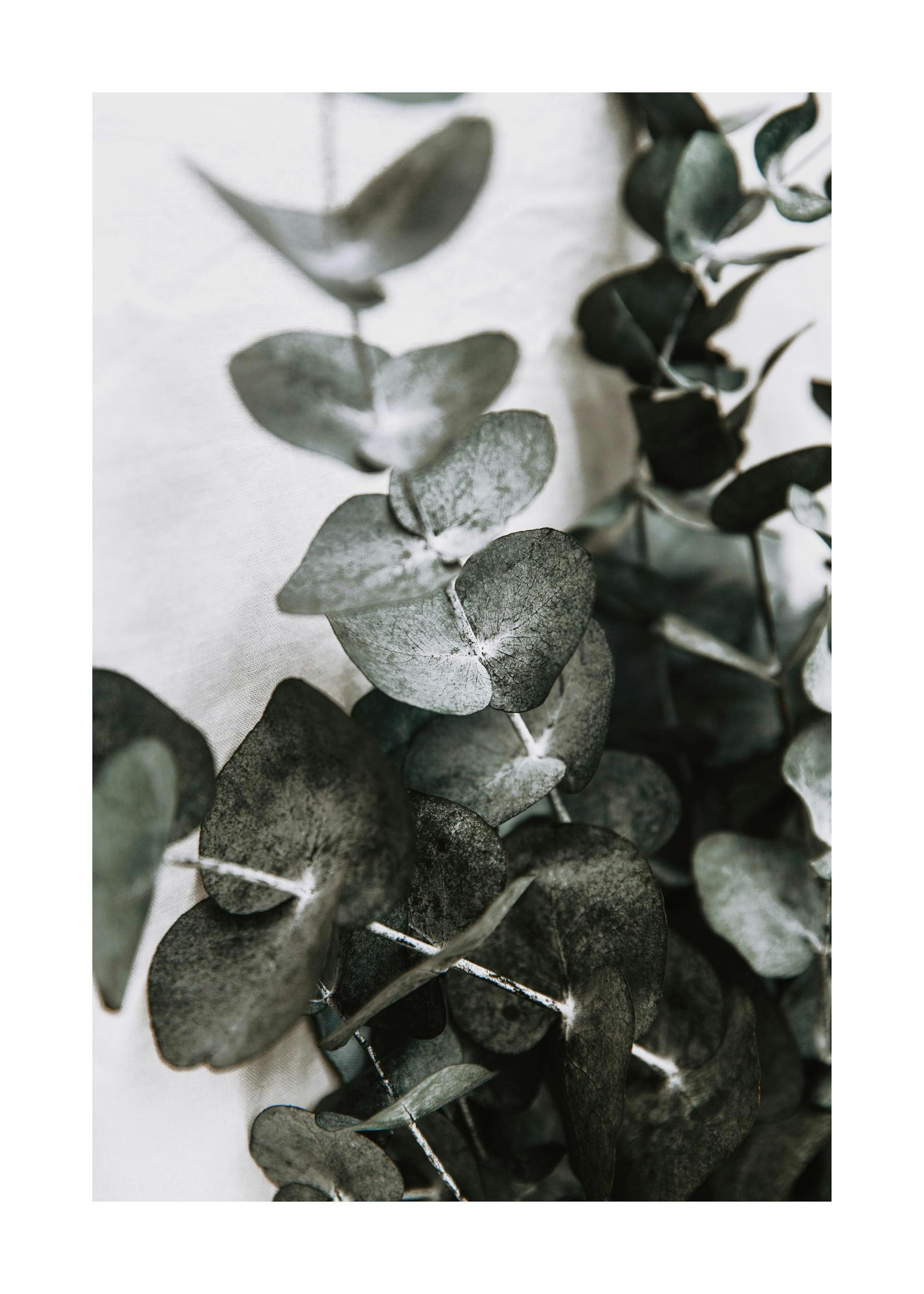 Eucalyptus Bouquet No1 Print 0