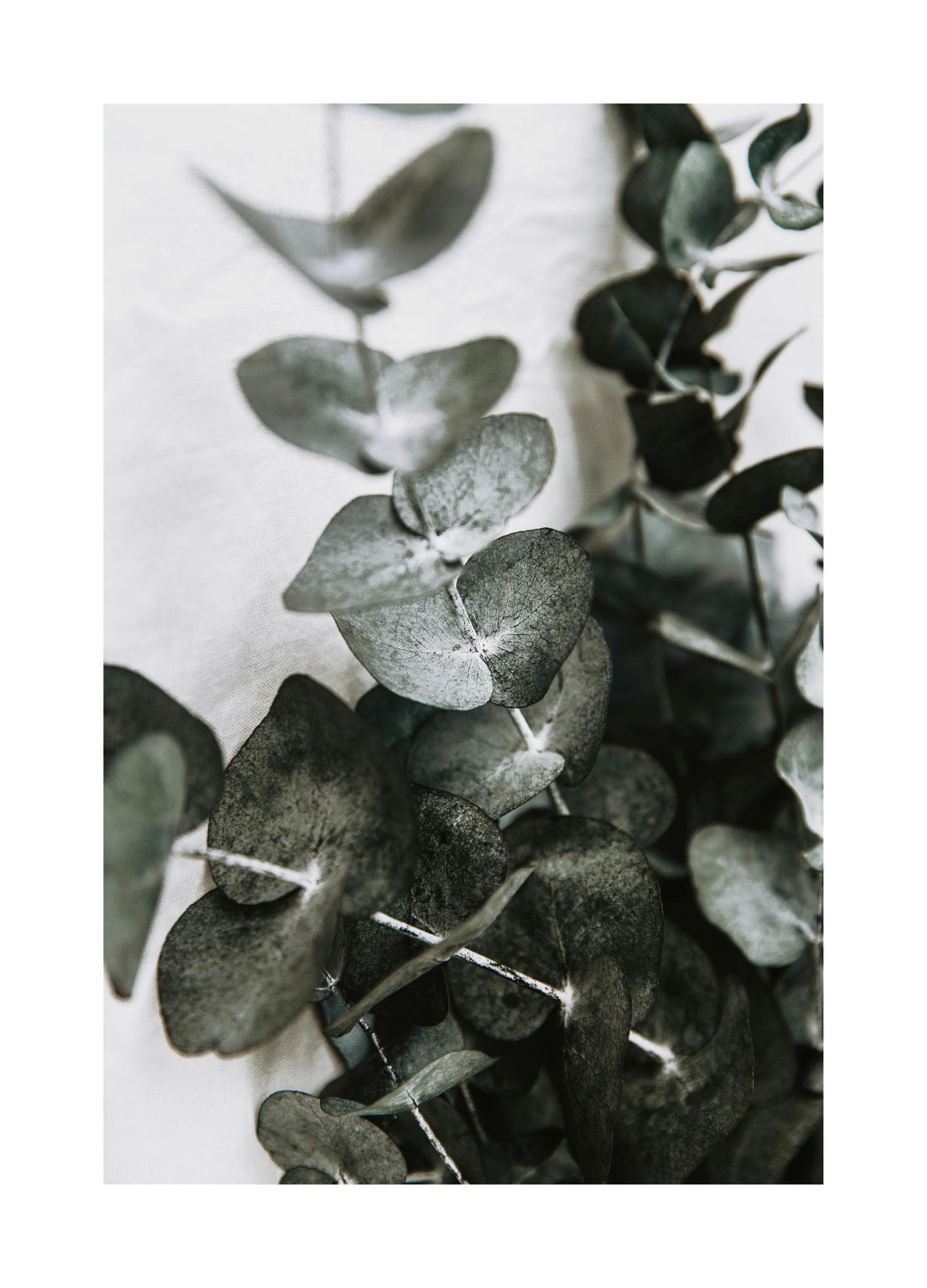 Eucalyptus Bouquet No1 Plakat (30x40 cm)- Fotografia