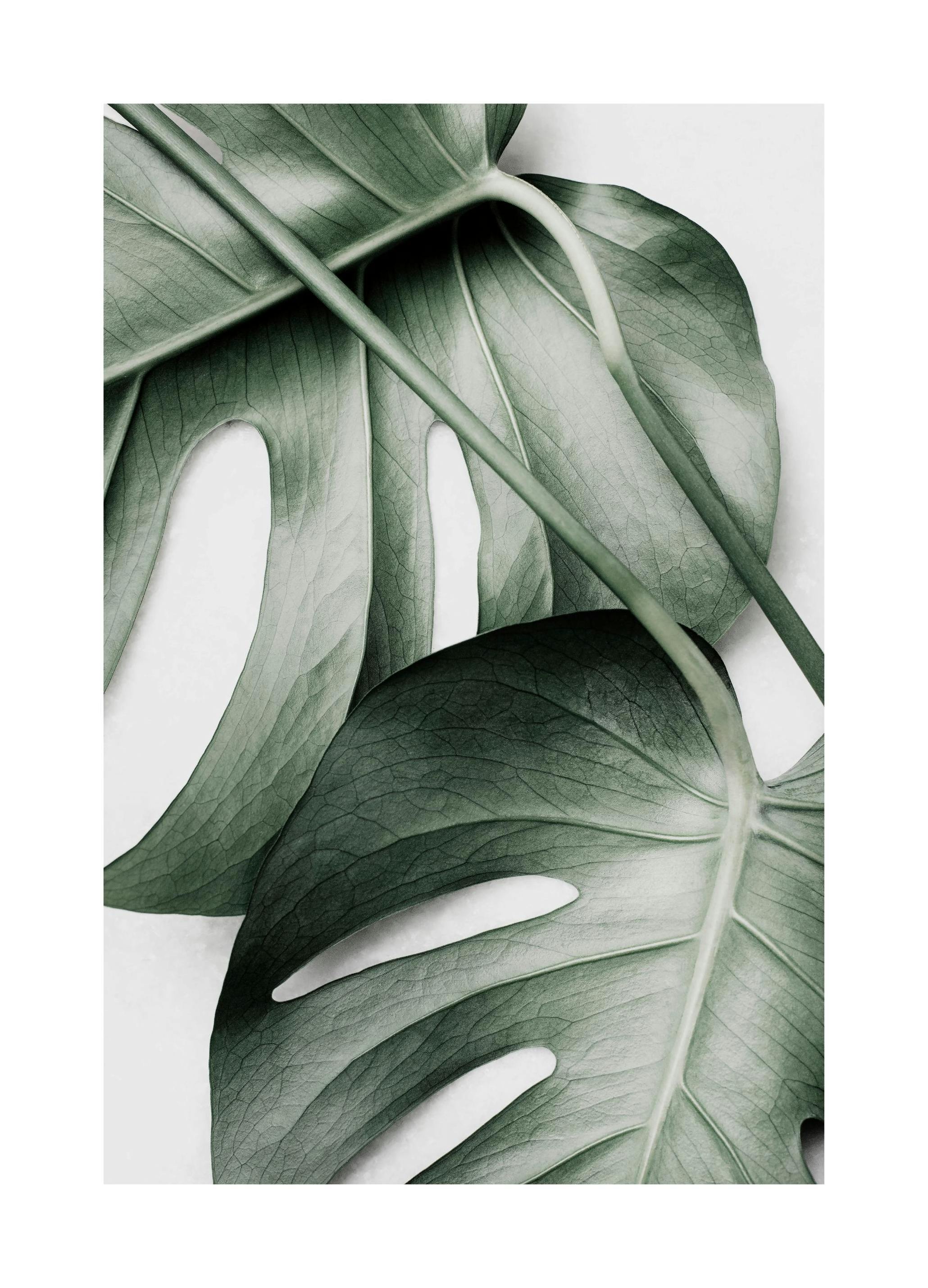 Prints - Monstera Pair Print (30x40 cm) - Photography prints