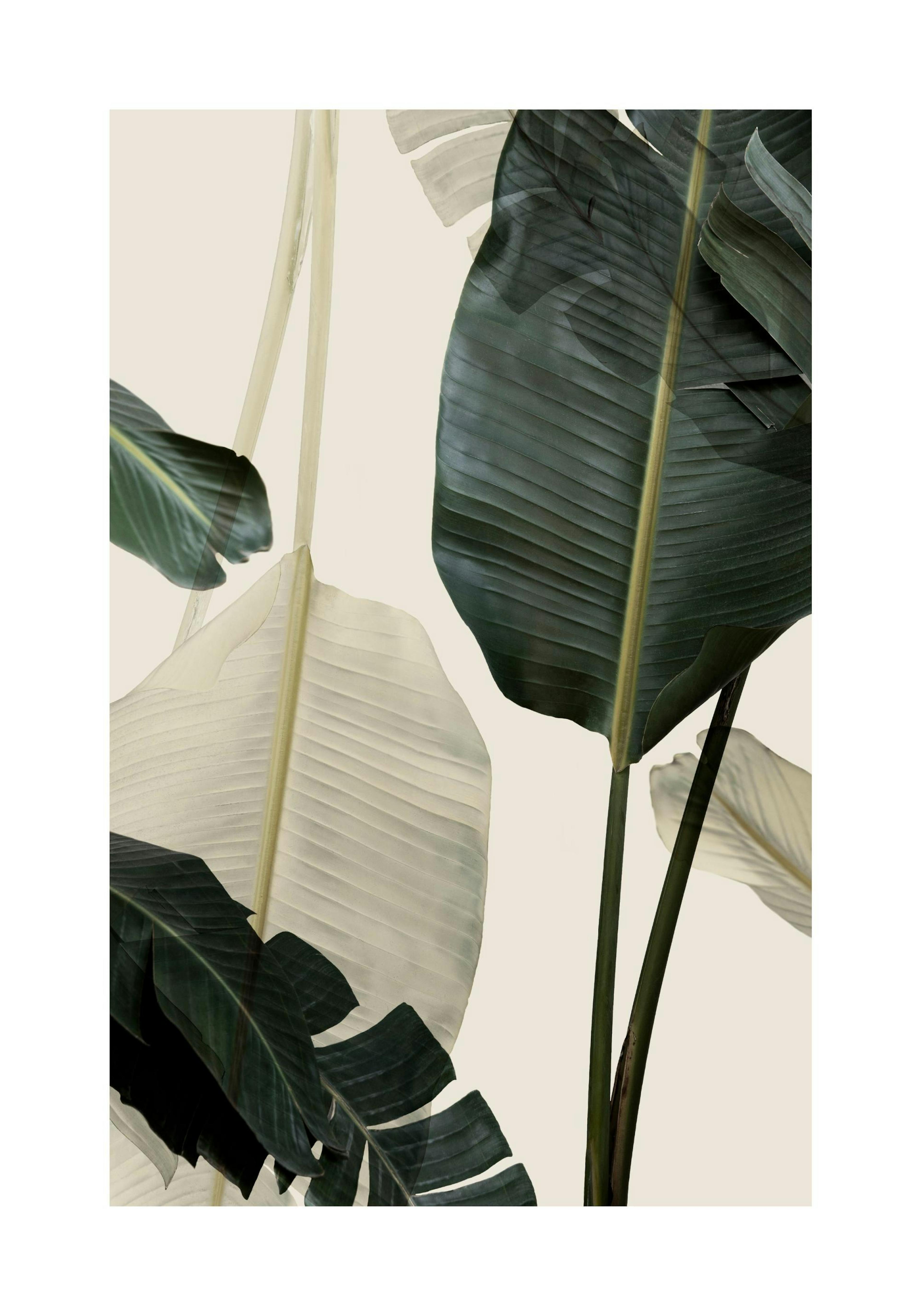 Banana Leaf Shades No1 Plakát