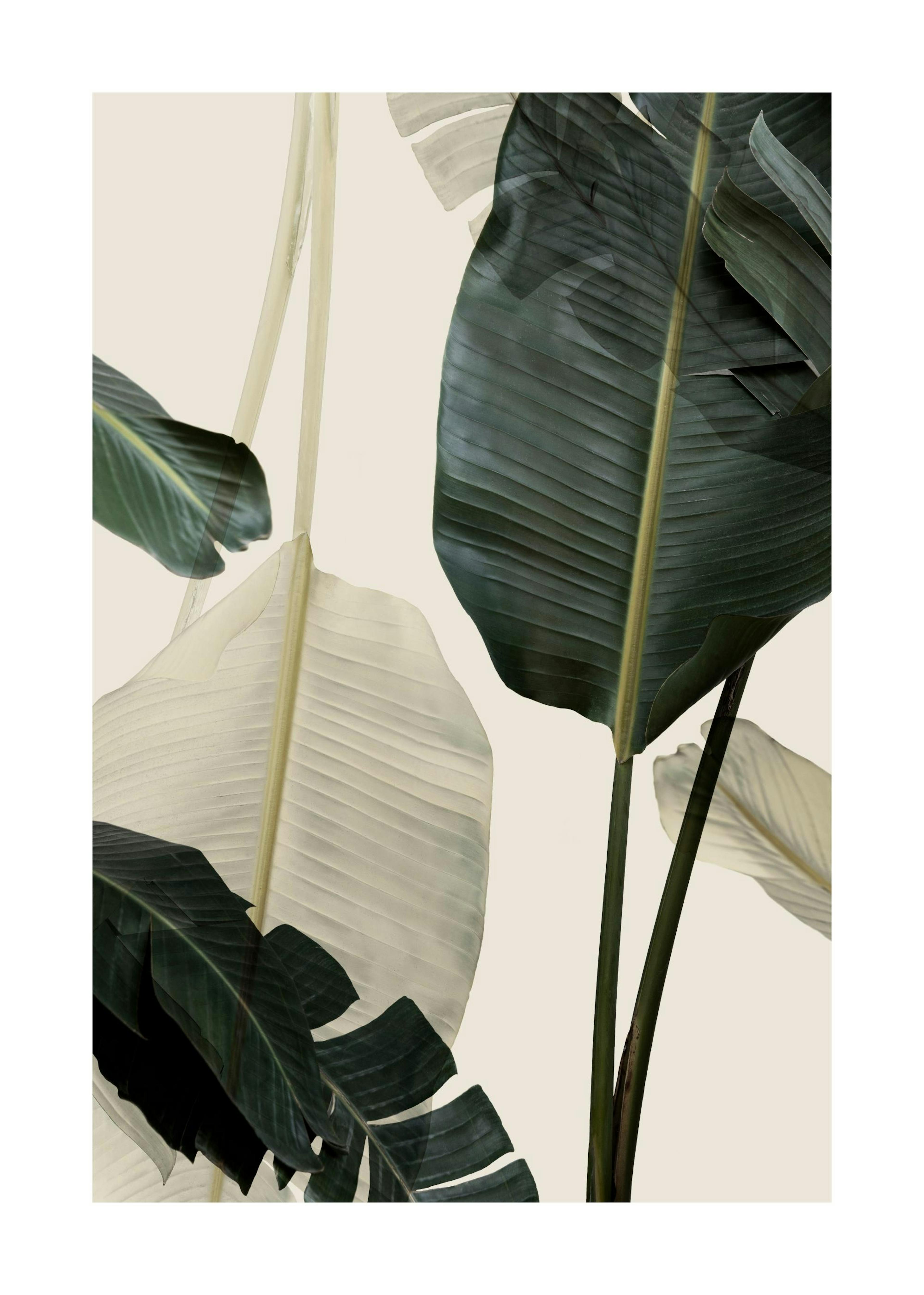 Banana Leaf Shades No1 Poster 0