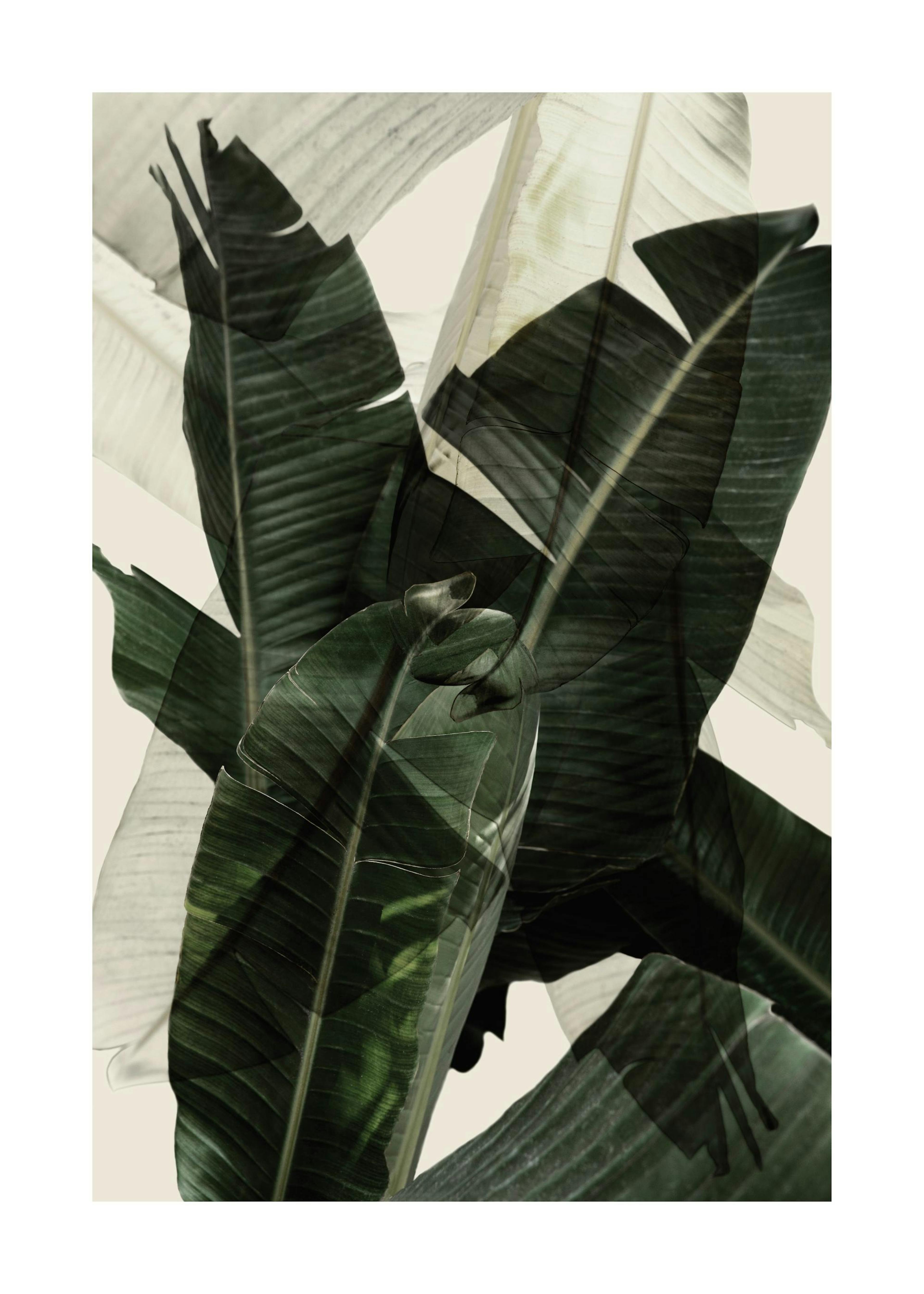 Banana Leaf Shades No2 Poster