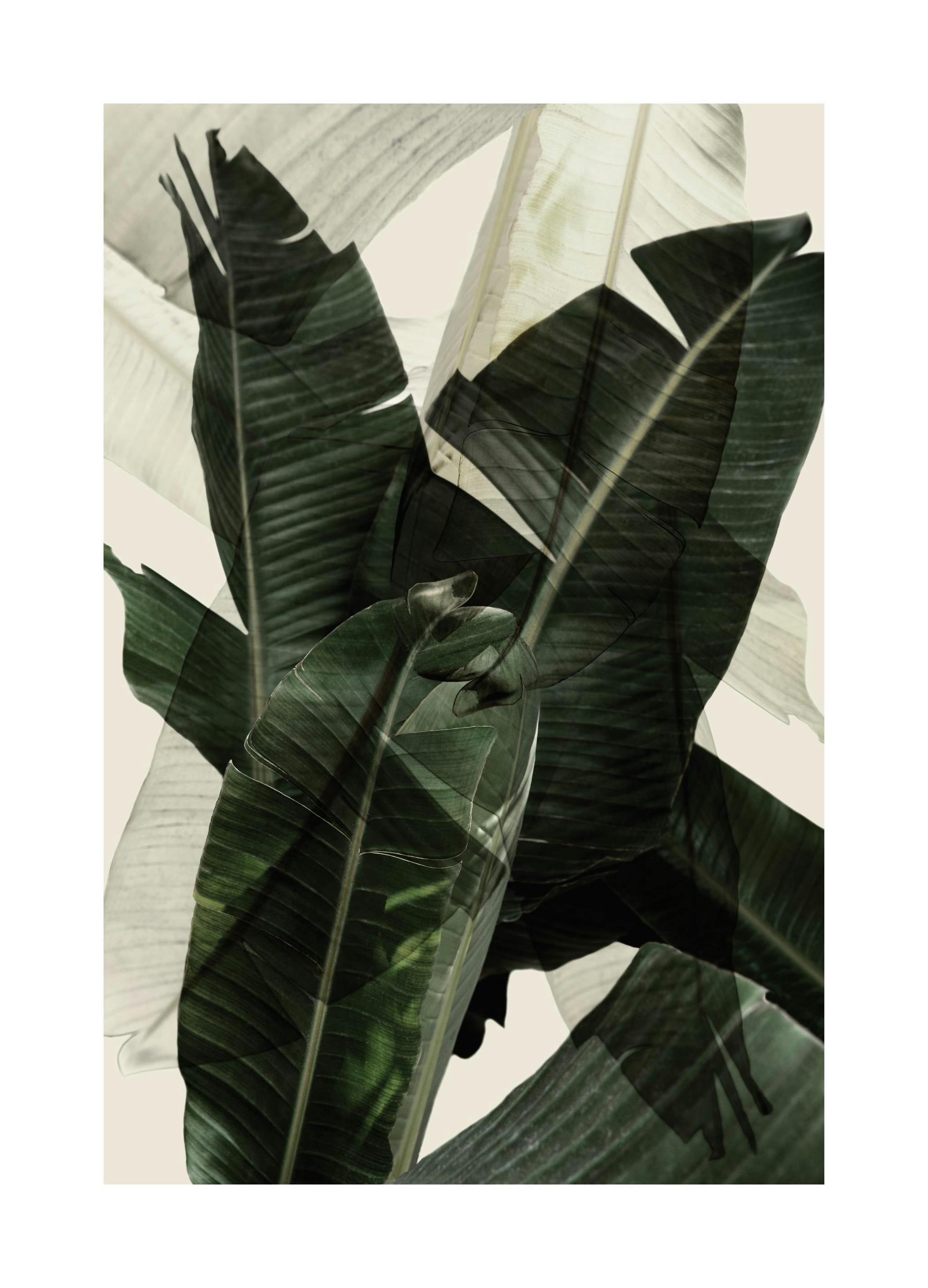 Banana Leaf Shades No2 Poster (50x70 cm)- Arte fotográfica