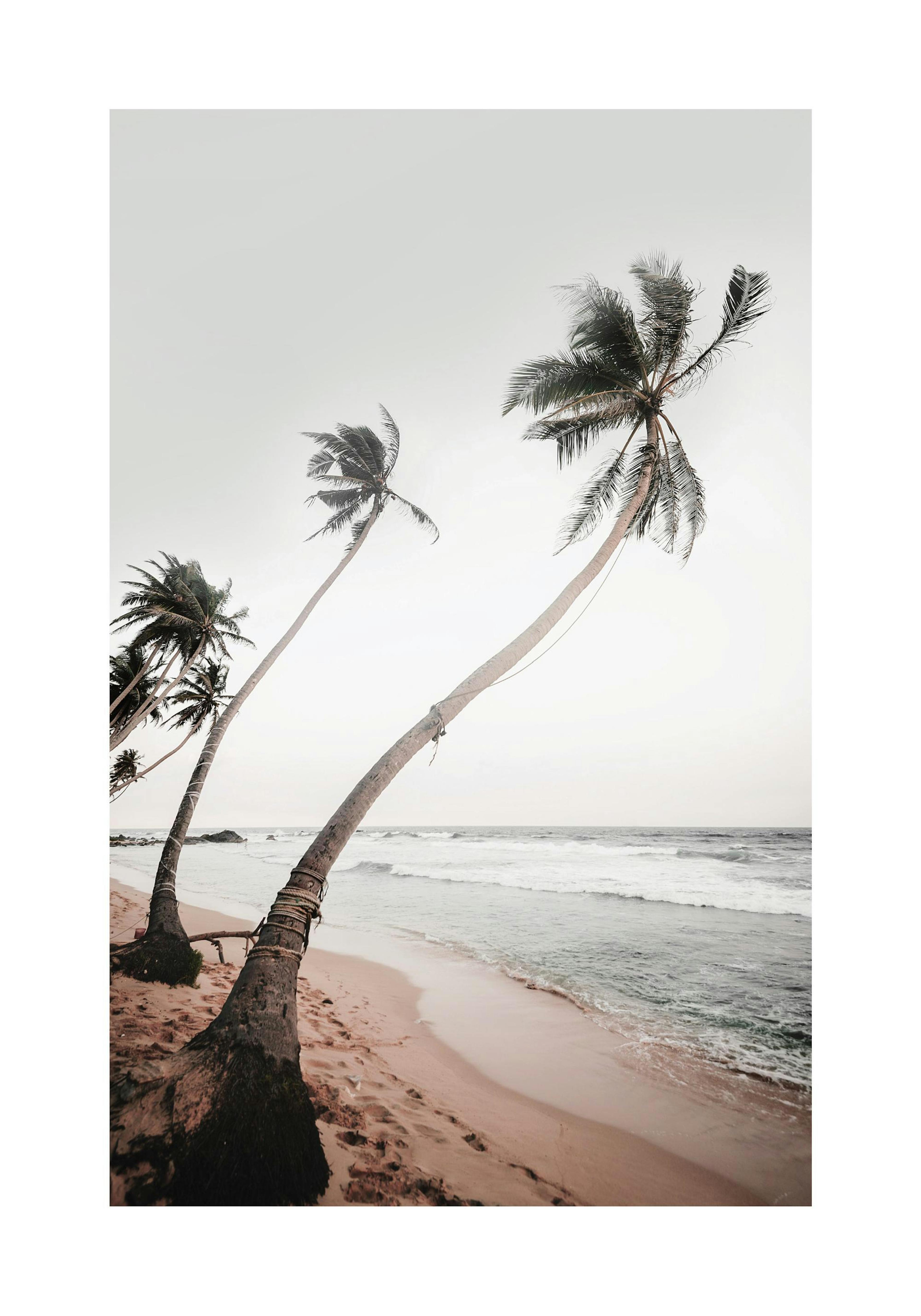 Sri Lanka Palms Print