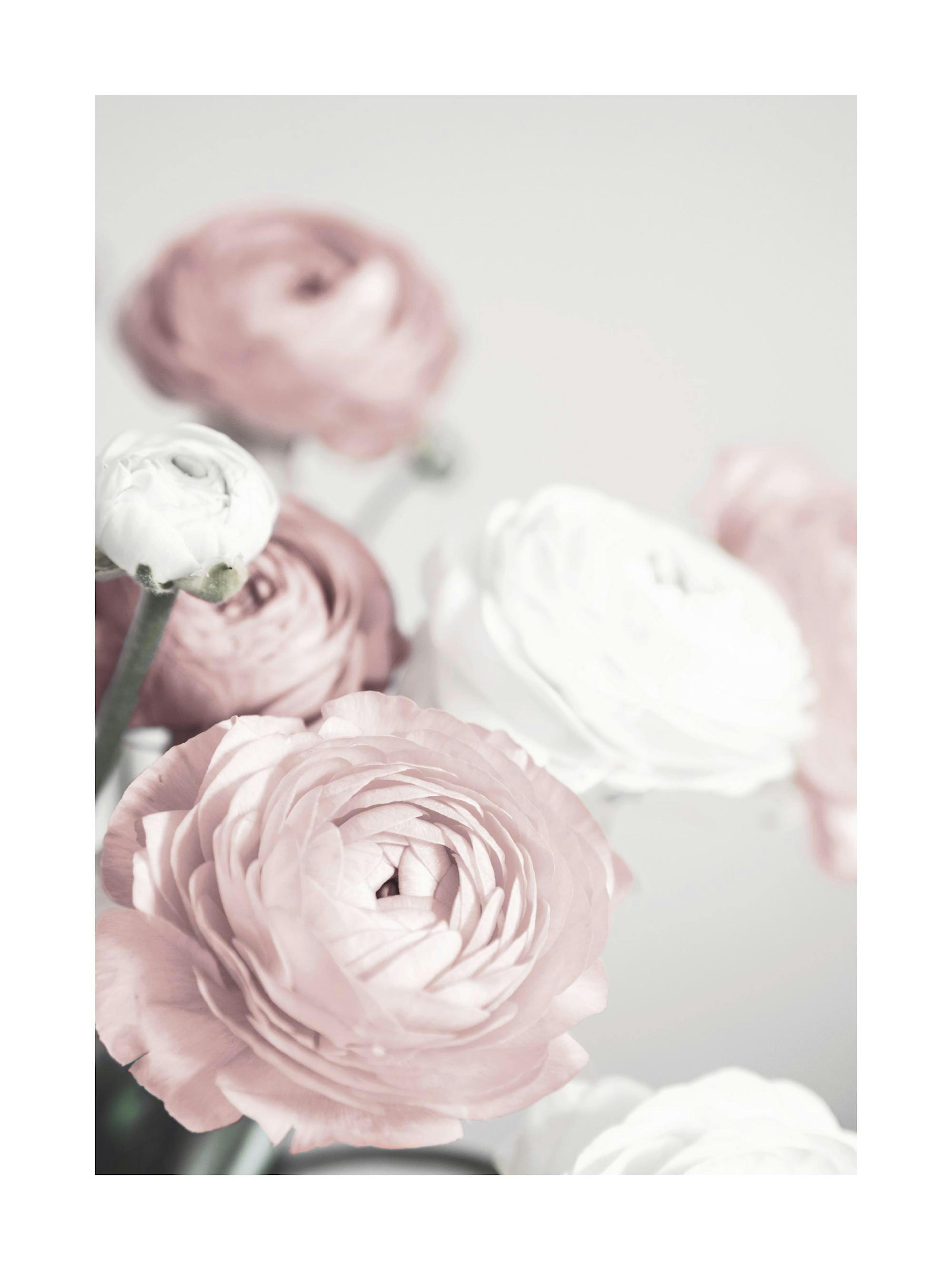 Lovely Roses 포스터