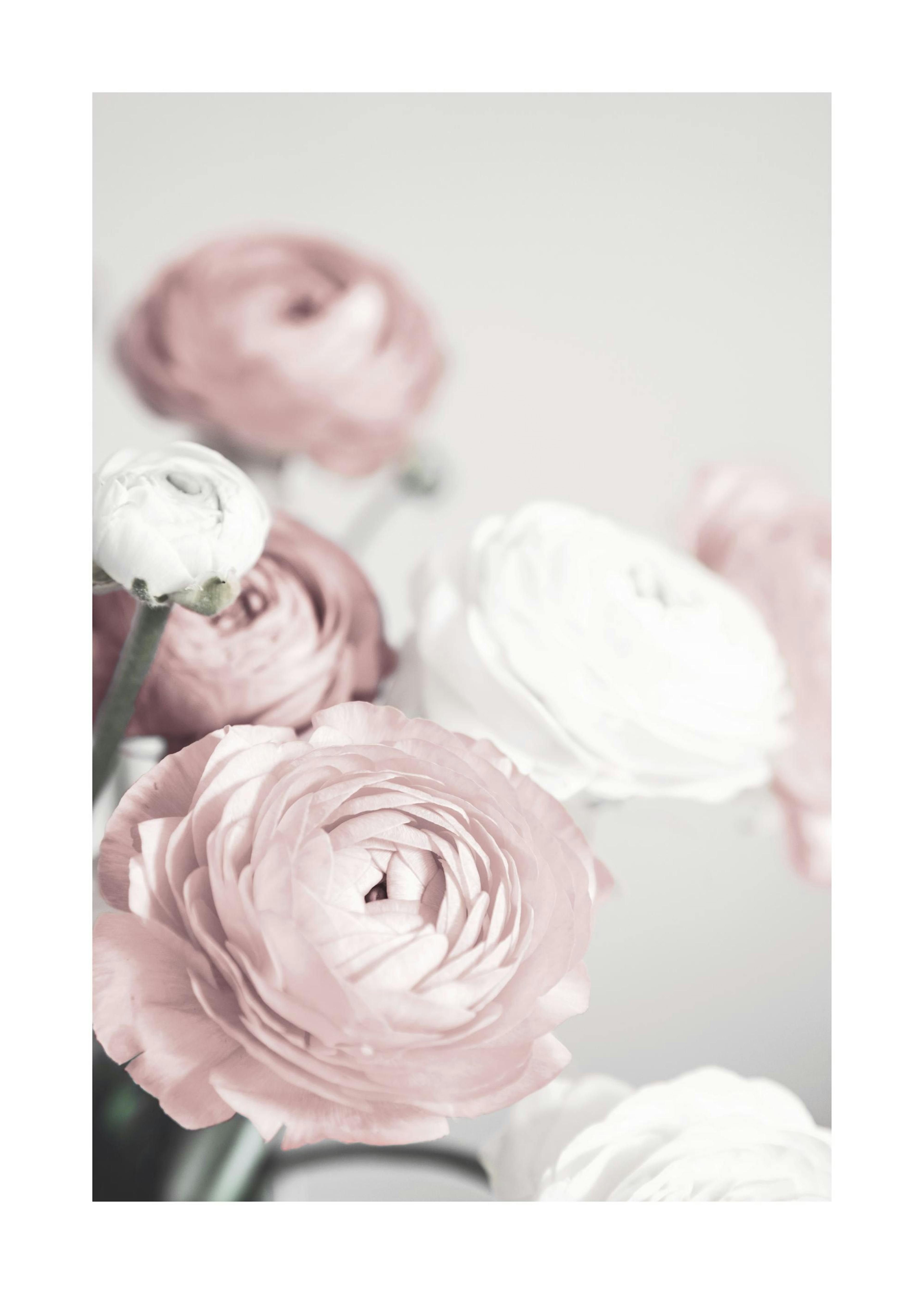 Lovely Roses Plakat 0