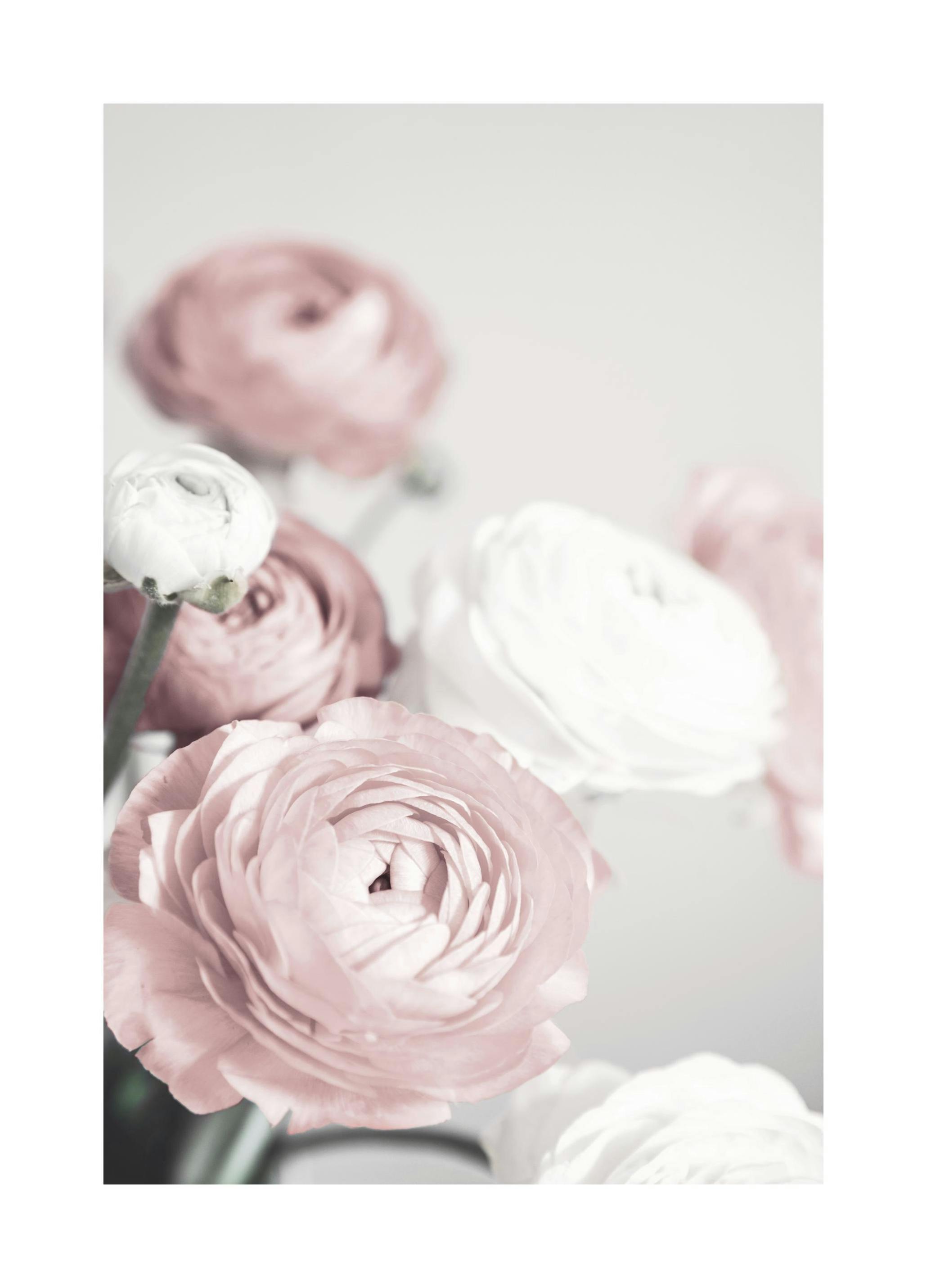 Lovely Roses Poster (30x40 cm)- Arte fotográfica