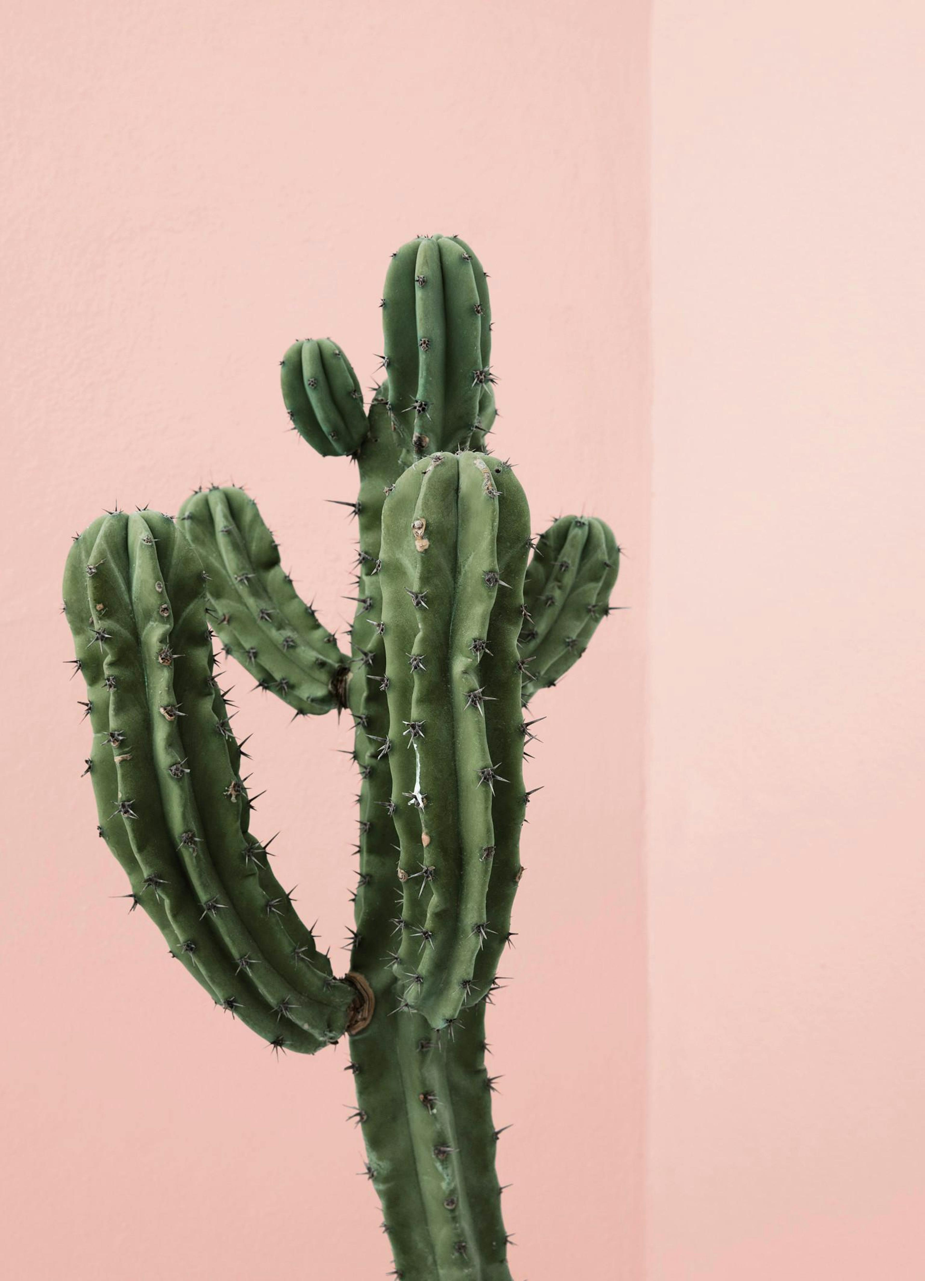 Cactus Corner Print