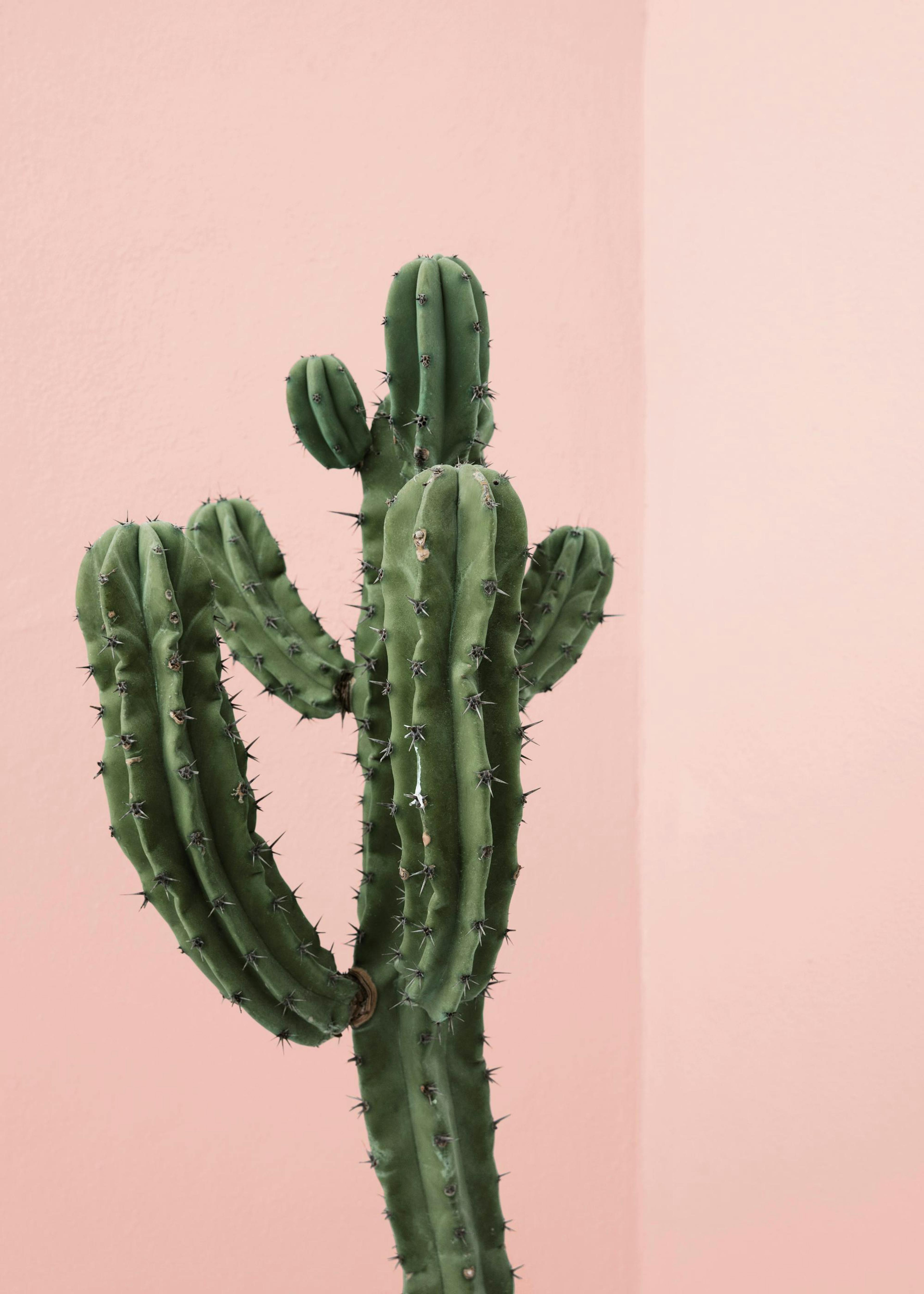 Cactus Corner Poster 0