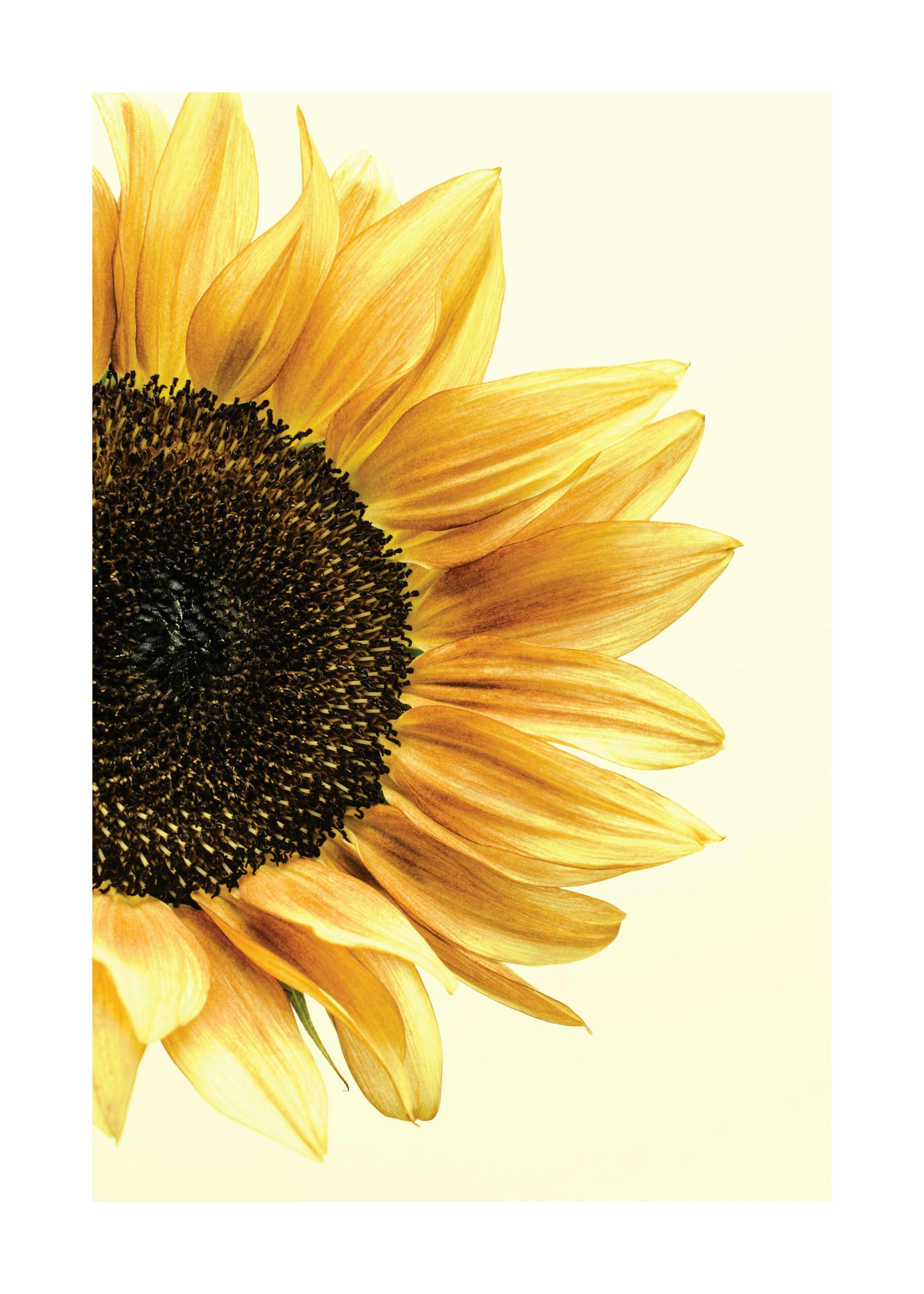 Sunflower 포스터 0
