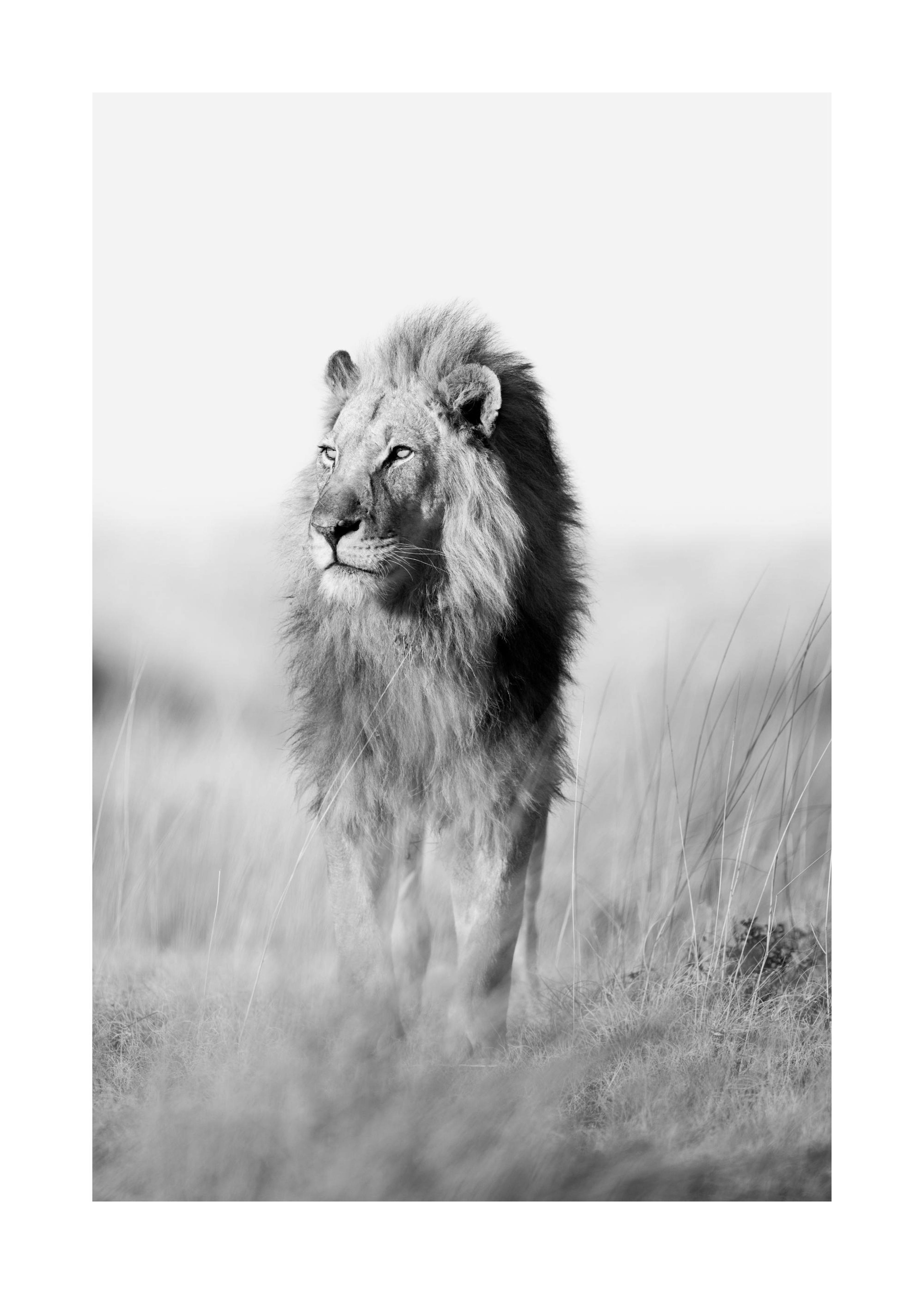 The King of the Jungle 포스터 0