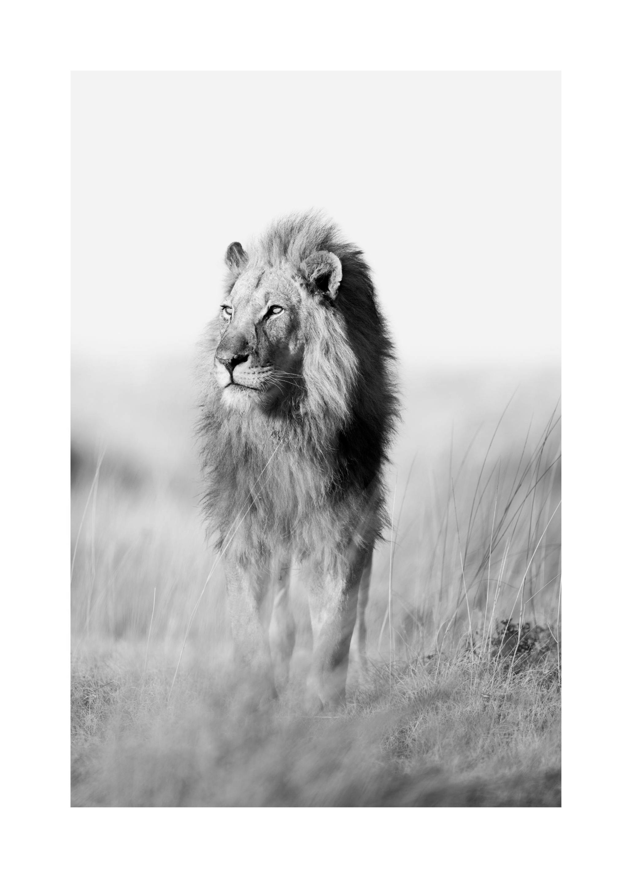 The King of the Jungle Poster (50x70 cm) - Zwart wit posters
