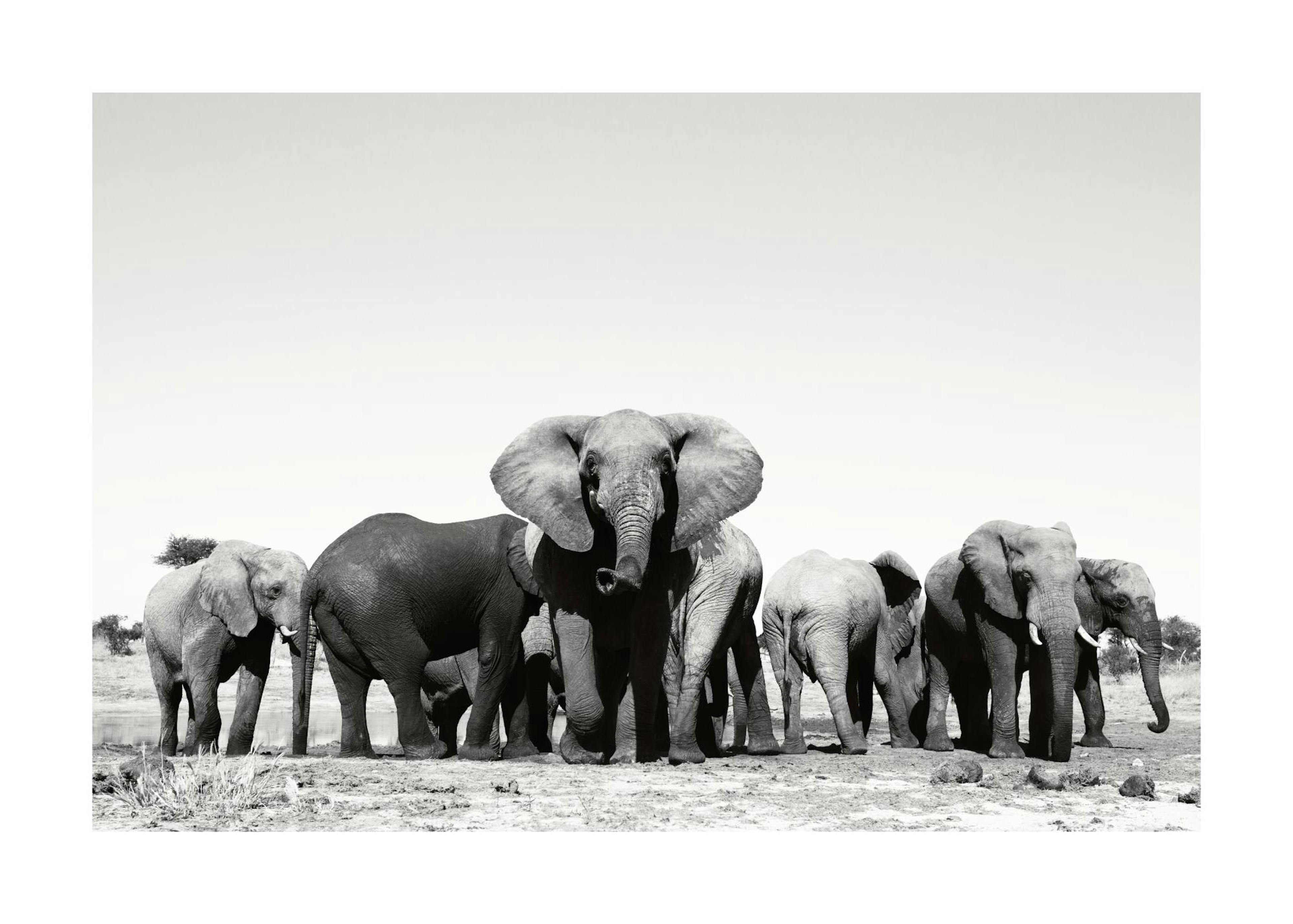 Elephant Hord Print 0