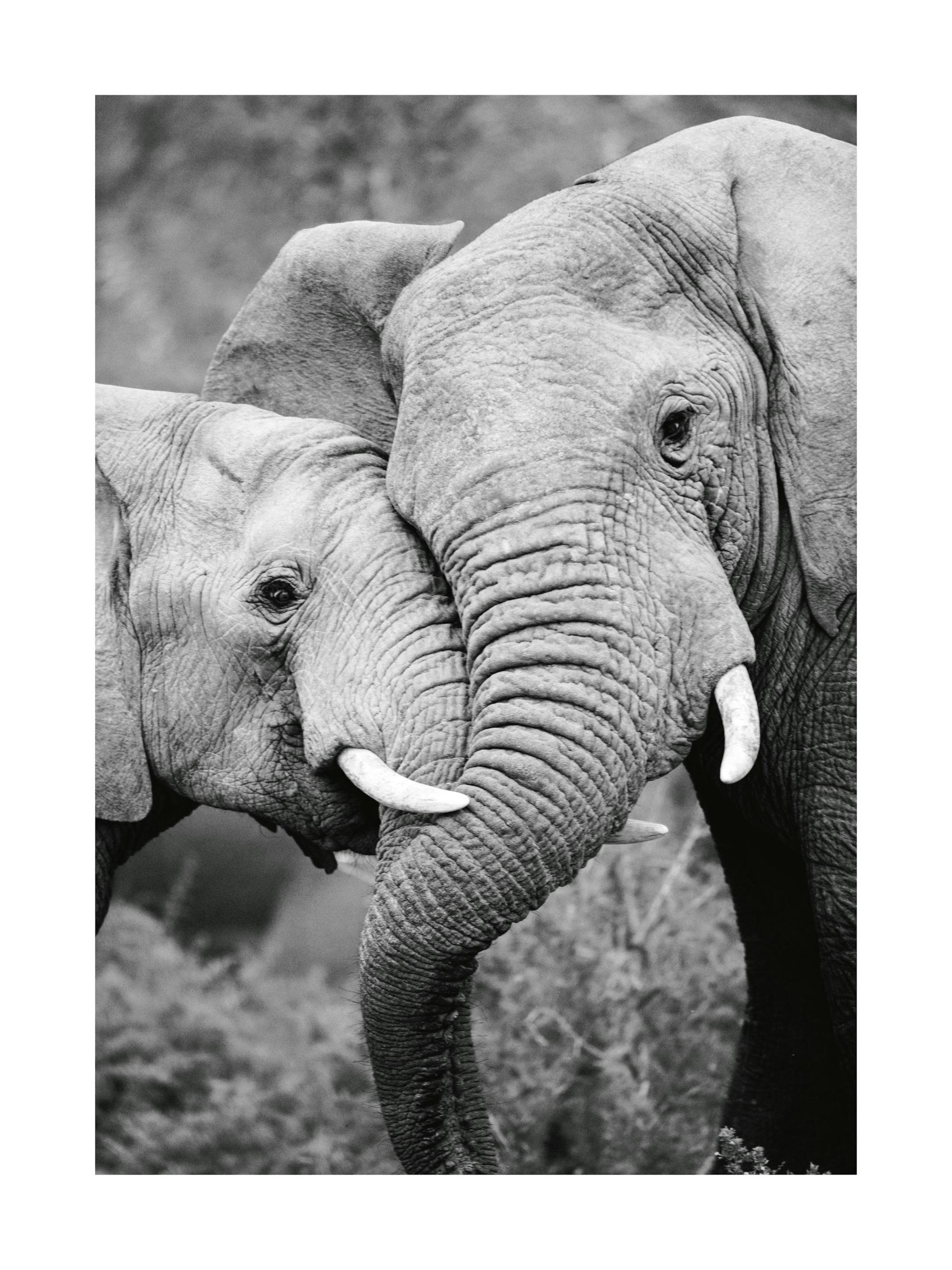 Elephant Friends Print