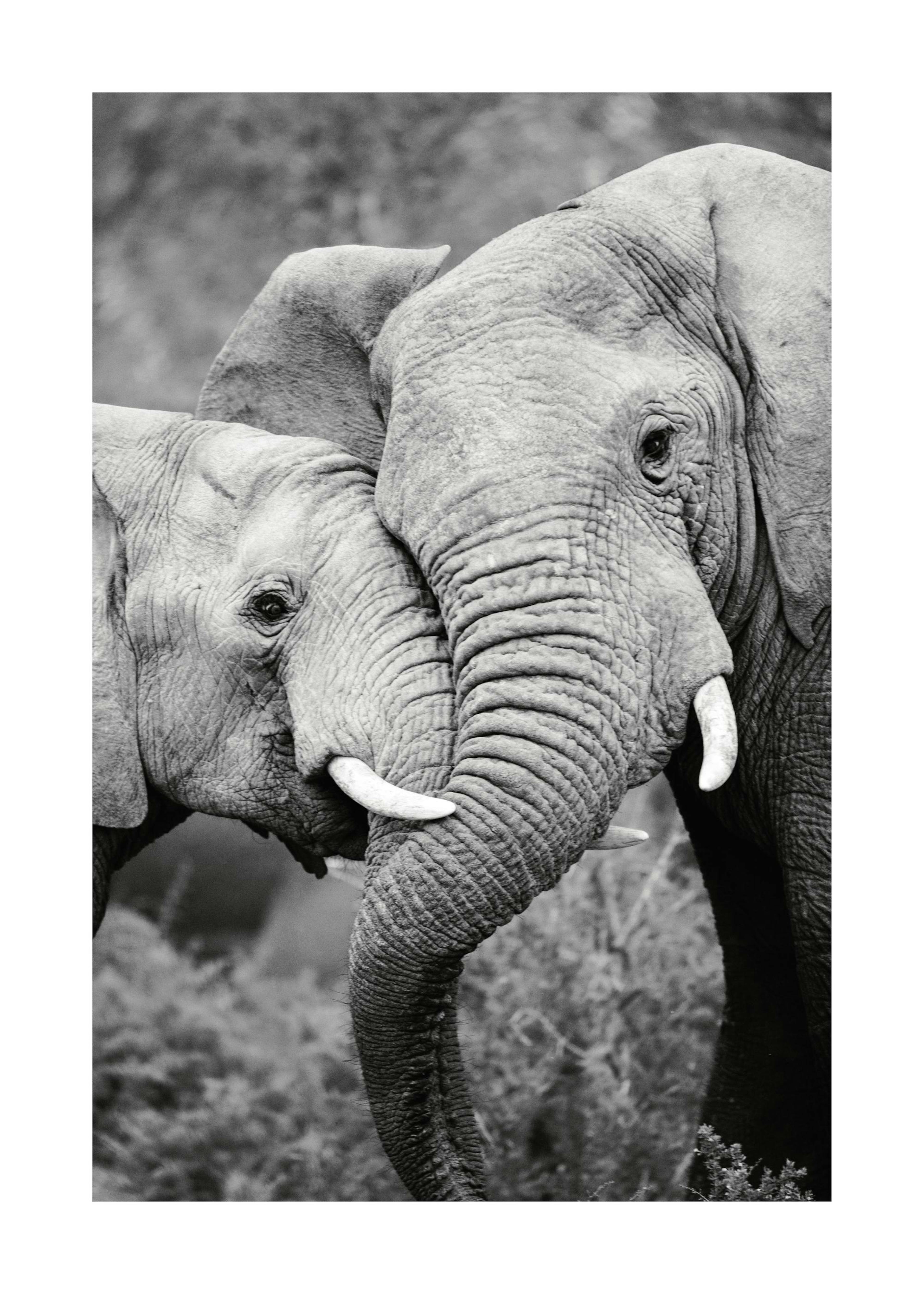 Elephant Friends Poster 0